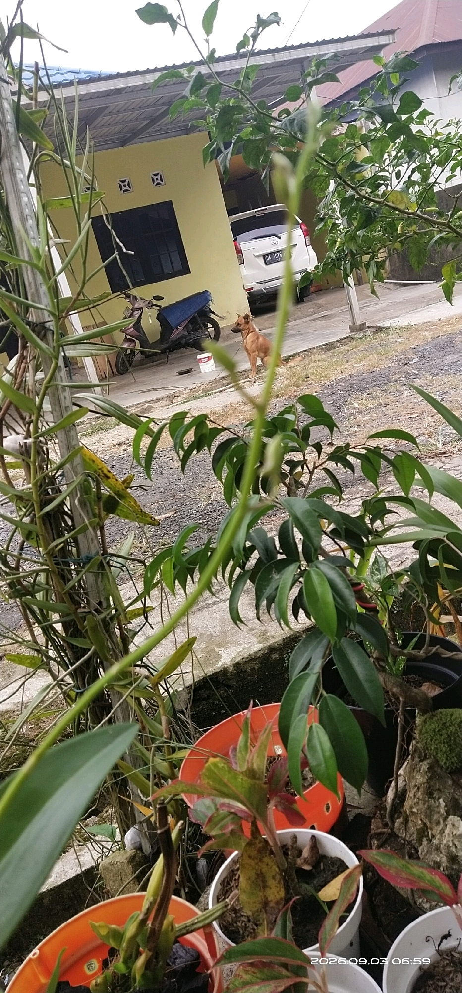 In the city of Matabu, Indonesia, a brown dog sits on a leash in front of a light yellow house. To the left of the dog, a motorcycle is parked. A white car is visible in the driveway of the house. Various potted plants and greenery are in the foreground, obscuring some of the scene. The ground appears to be paved or a dirt/gravel mixture. A timestamp indicates the image was taken on September 3, 2026, at 06:59.