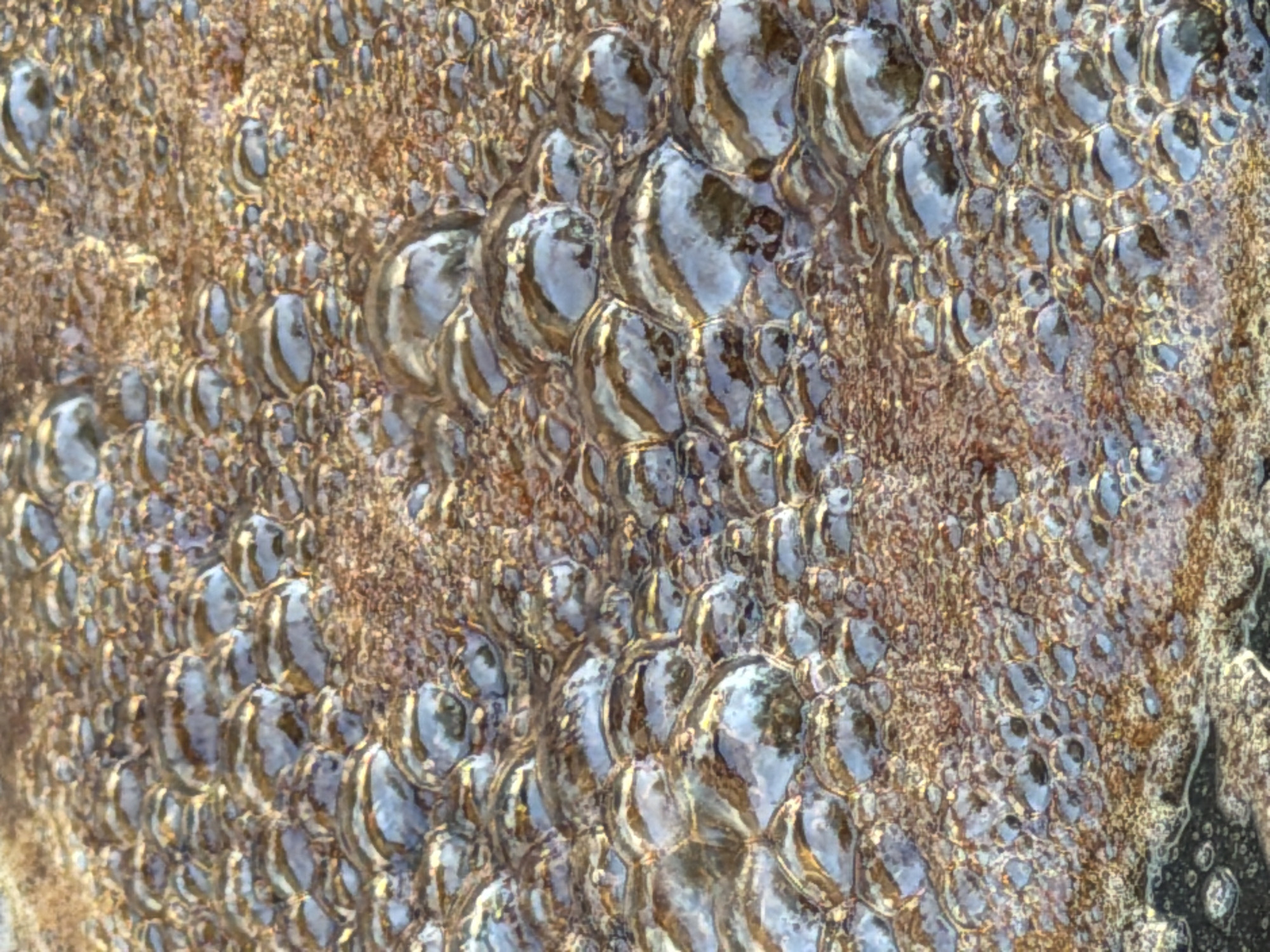 This is a close-up, abstract image of frothing, bubbly liquid, likely an industrial effluent or naturally occurring foam. The bubbles are predominantly shades of brown and gray, with highlights reflecting light and giving them a metallic or glossy appearance. The texture is irregular and organic, with varying sizes of bubbles and a granular background. The image lacks any discernible human subjects, specific objects, or identifiable landmarks. Without further context or visual cues, it is impossible to determine the precise location within Orenburg, Russia, or the specific nature of the substance depicted.