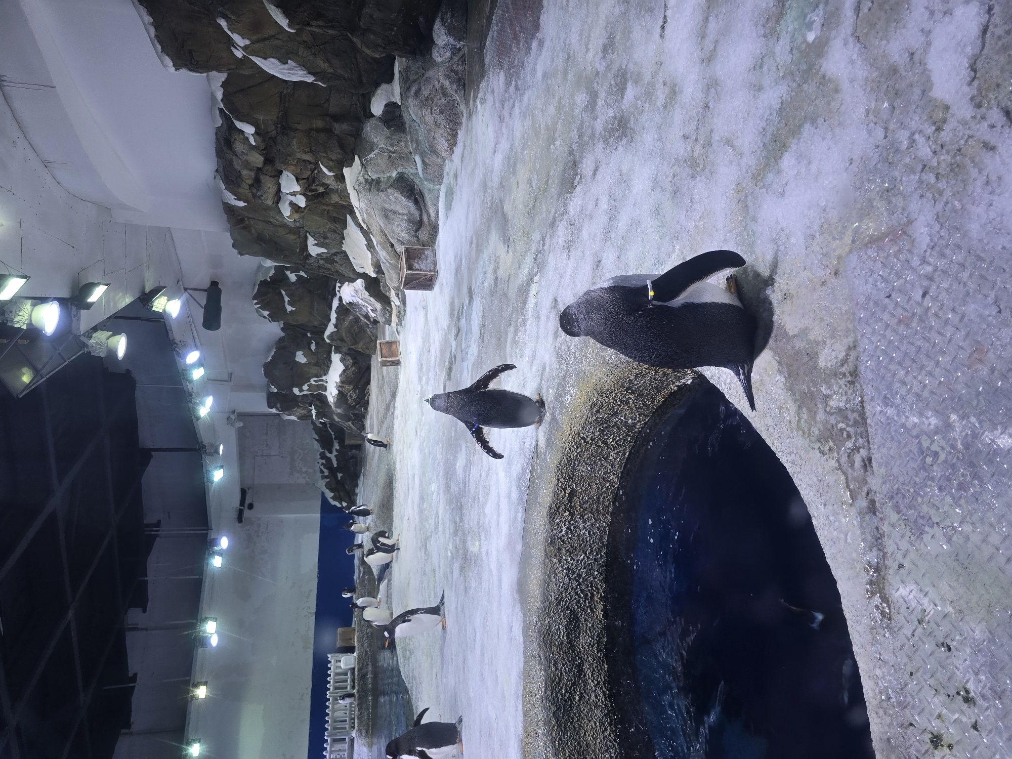The image depicts an indoor penguin enclosure designed to simulate an arctic environment. The enclosure features rocky outcrops with snow, a pool of dark blue water, and an icy surface scattered with some debris. Numerous penguins are present, varying in size and posture, some standing, others waddling or appearing to be in motion. The lighting suggests artificial illumination from ceiling fixtures, typical of an aquarium or zoo. There are no people visible in the scene, and the location is described as being in Li'an, China, though the image itself does not contain any overt geographical markers.