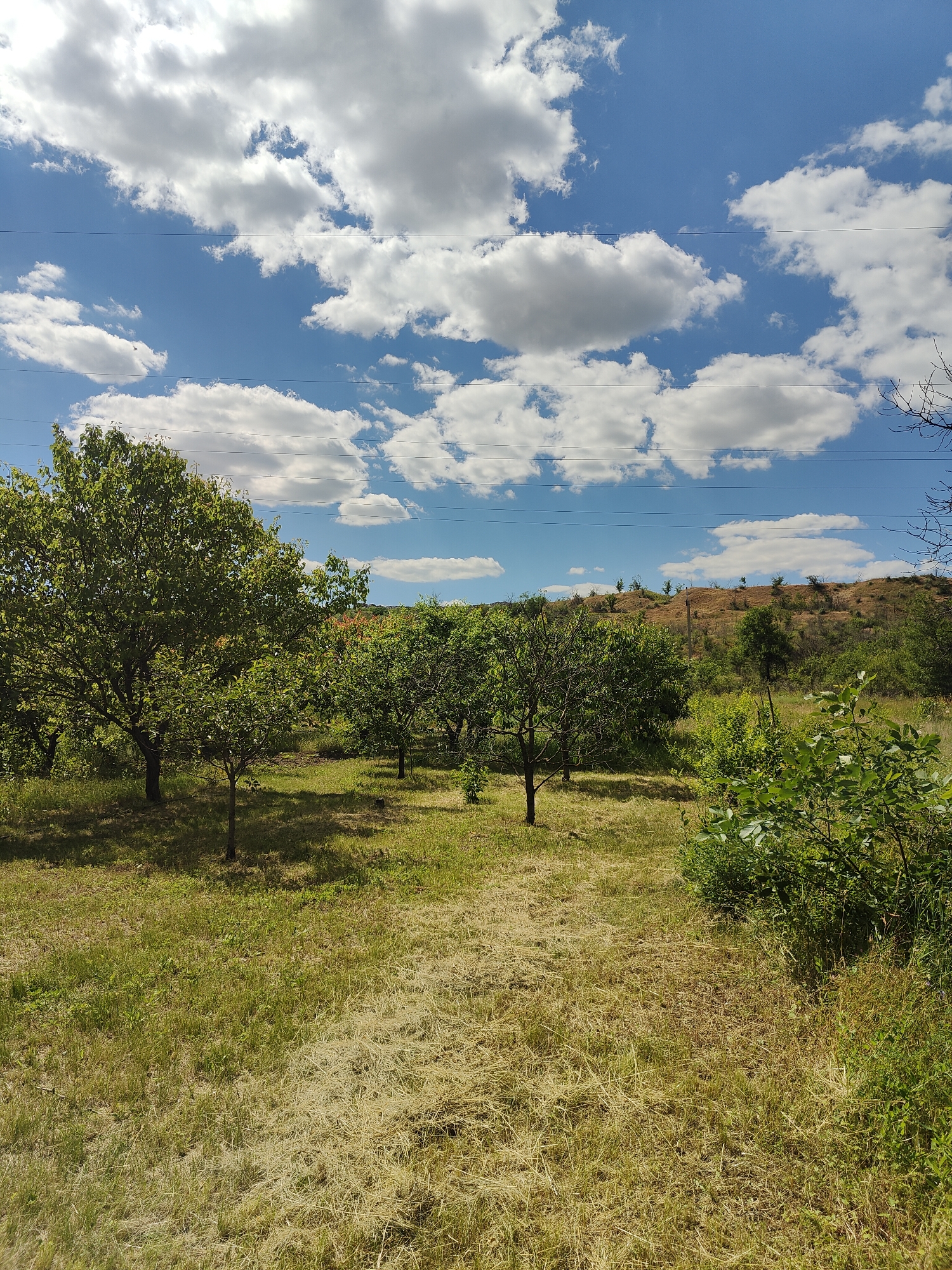 A low-angle, wide shot captures a sun-drenched, grassy field with scattered trees and a gentle, brown, treeless hill in the background under a bright blue sky dotted with puffy white clouds. The field is unevenly mown, with patches of tall, dry grass and areas of shorter, greener grass. In the mid-ground, a cluster of leafy green trees creates dappled shadows on the ground. In the foreground, to the right, a dense green bush obscures the view of the field. Overhead, thin power lines stretch horizontally across the frame, supported by unseen poles. The scene is set in the city of Kryvyi Rih, Ukraine.