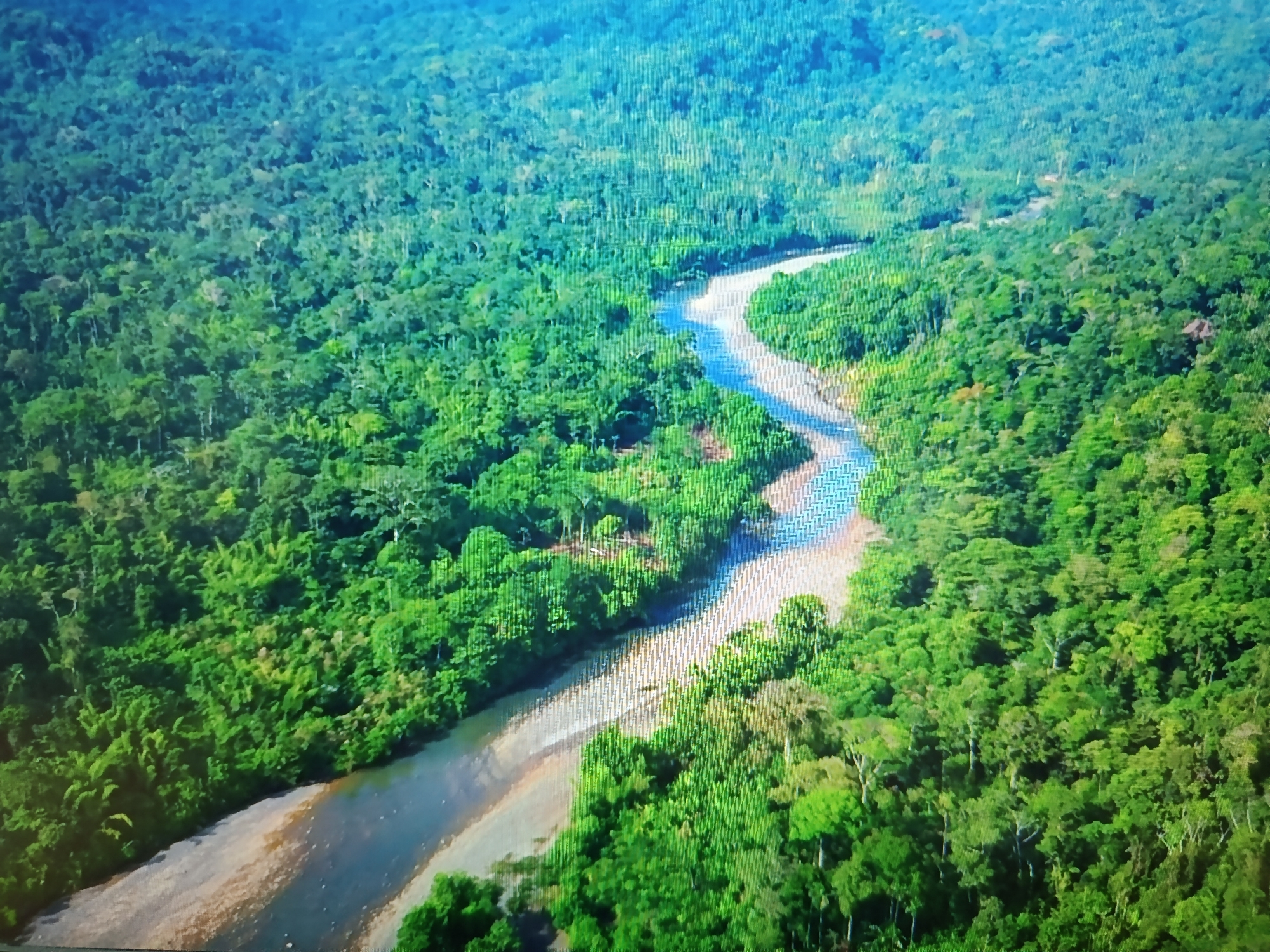 The image is an aerial view of a winding river flowing through a dense, lush green forest. The water of the river is a clear blue, reflecting the sky. The riverbanks are lined with sand and some vegetation. The forest canopy is thick, with various shades of green indicating different types of trees and foliage. There are no visible structures or human activity depicted in the image. The scene is entirely natural and does not show any location in the city of Tashkent, Uzbekistan.