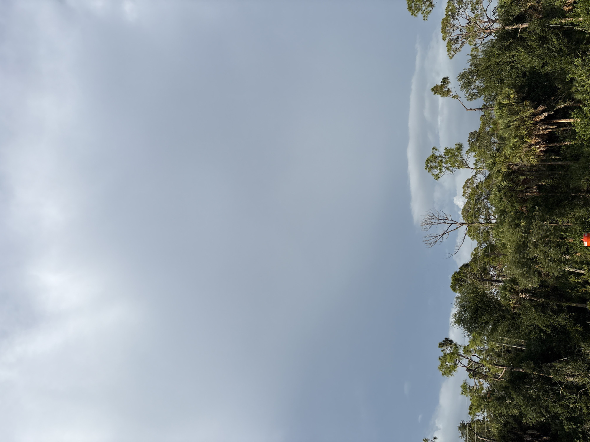The image shows a dense line of green trees and palm trees against a cloudy gray sky. The trees are varied in height and type, with some tall pine trees interspersed with shorter, fuller foliage. A few bare, dead trees stand out amongst the green. In the distance, a hint of electrical wires can be seen running horizontally across the top of the trees. A small section of an orange traffic cone is visible in the lower right corner. The overall impression is of a natural landscape with a touch of man-made intrusion, likely a roadside view. The specific location in Venice, United States, is not discernible from the visual information provided in the image.
