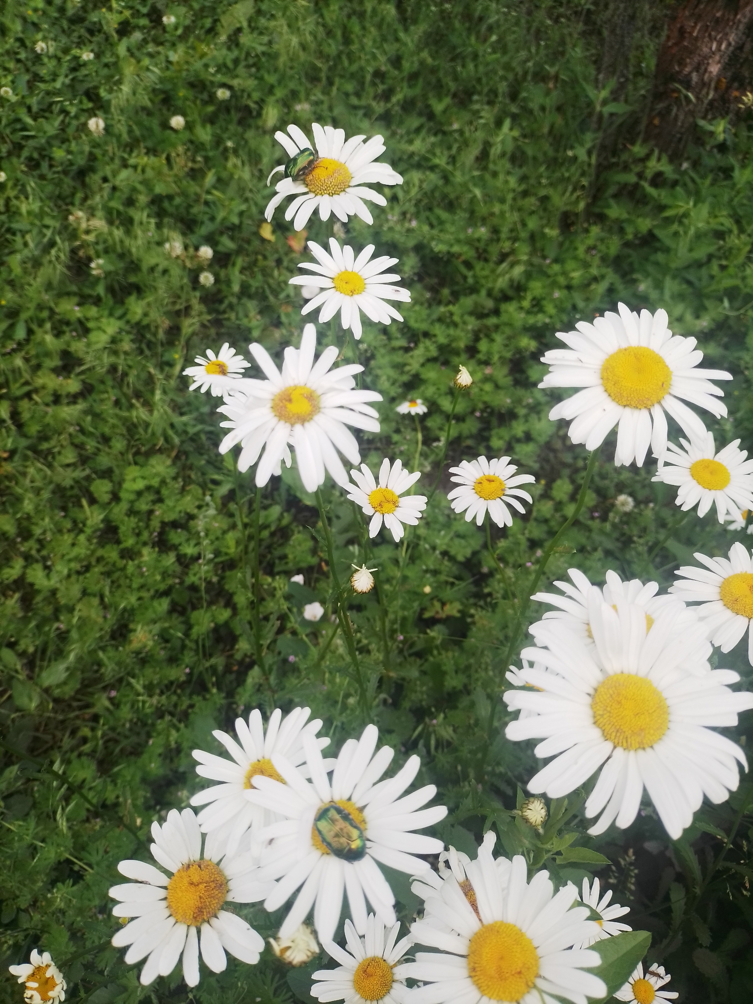 The image depicts a close-up, high-angle shot of several white daisies with yellow centers, set against a backdrop of lush green grass and foliage, likely in the city of Ustyvytsia, Ukraine. Two prominent green beetles are visible on the petals of two separate daisies, one on a daisy in the upper left quadrant of the image and another on a daisy in the lower right quadrant. The daisies are in various stages of bloom, with some fully open and others appearing to be buds or partially wilted. The grass appears to be a natural, unmanicured lawn, with some small white flowers scattered throughout. The lighting suggests it is daytime, possibly overcast or shaded, as there are no harsh shadows.