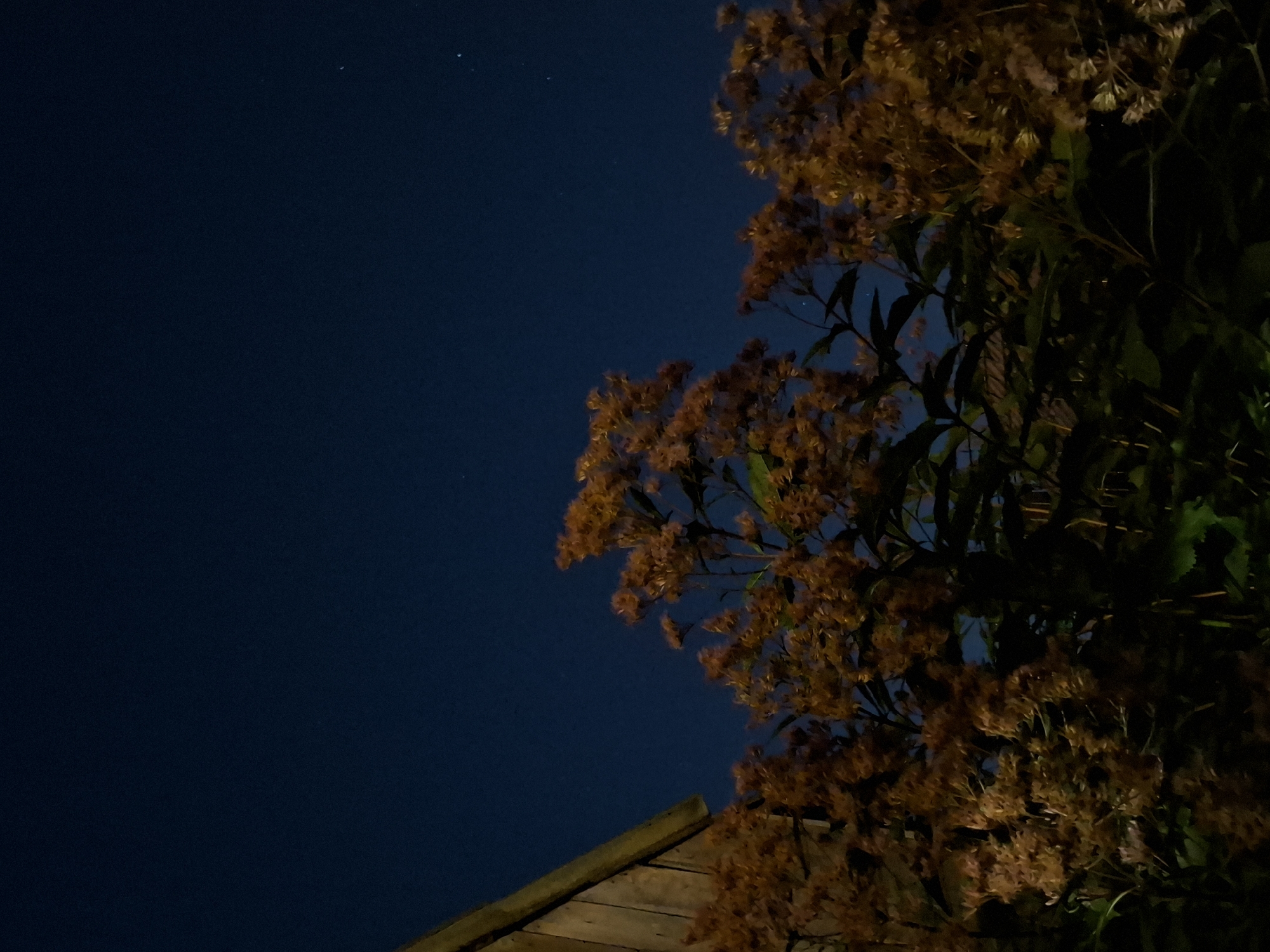 The image is a vertical, low-angle shot of dry, brown flower clusters and green foliage against a dark blue night sky. A wooden structure with horizontal planks is visible in the upper left corner. A few faint stars are scattered across the sky. The scene appears to be outdoors, possibly in a residential area or garden. The lighting is dim, suggesting it was taken at night. There are no people or animals visible in the image. The location in the city of Tyumen, Russia cannot be determined from the provided image.
