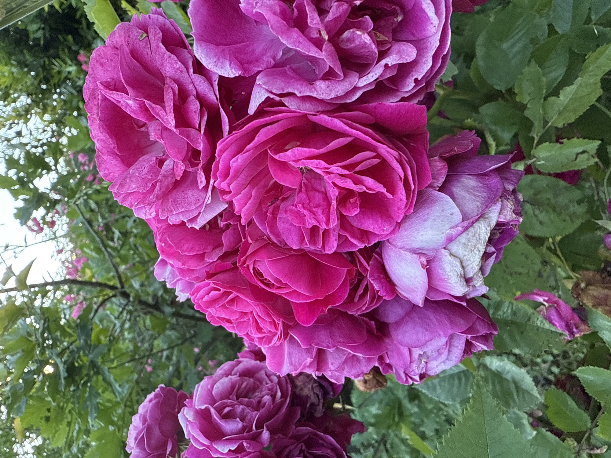 In Kroyanskoye, Russia, a cluster of vibrant pink roses is in full bloom against a backdrop of lush green foliage. The roses exhibit a rich, velvety texture with delicate, ruffled petals. Some of the roses are fully opened, showcasing their intricate layers, while others are in various stages of blooming. The surrounding greenery creates a natural, garden-like setting. The lighting suggests it is daytime, with soft light illuminating the flowers. There are no people or animals present in the image. The scene appears peaceful and natural, capturing the beauty of a blooming rose garden.