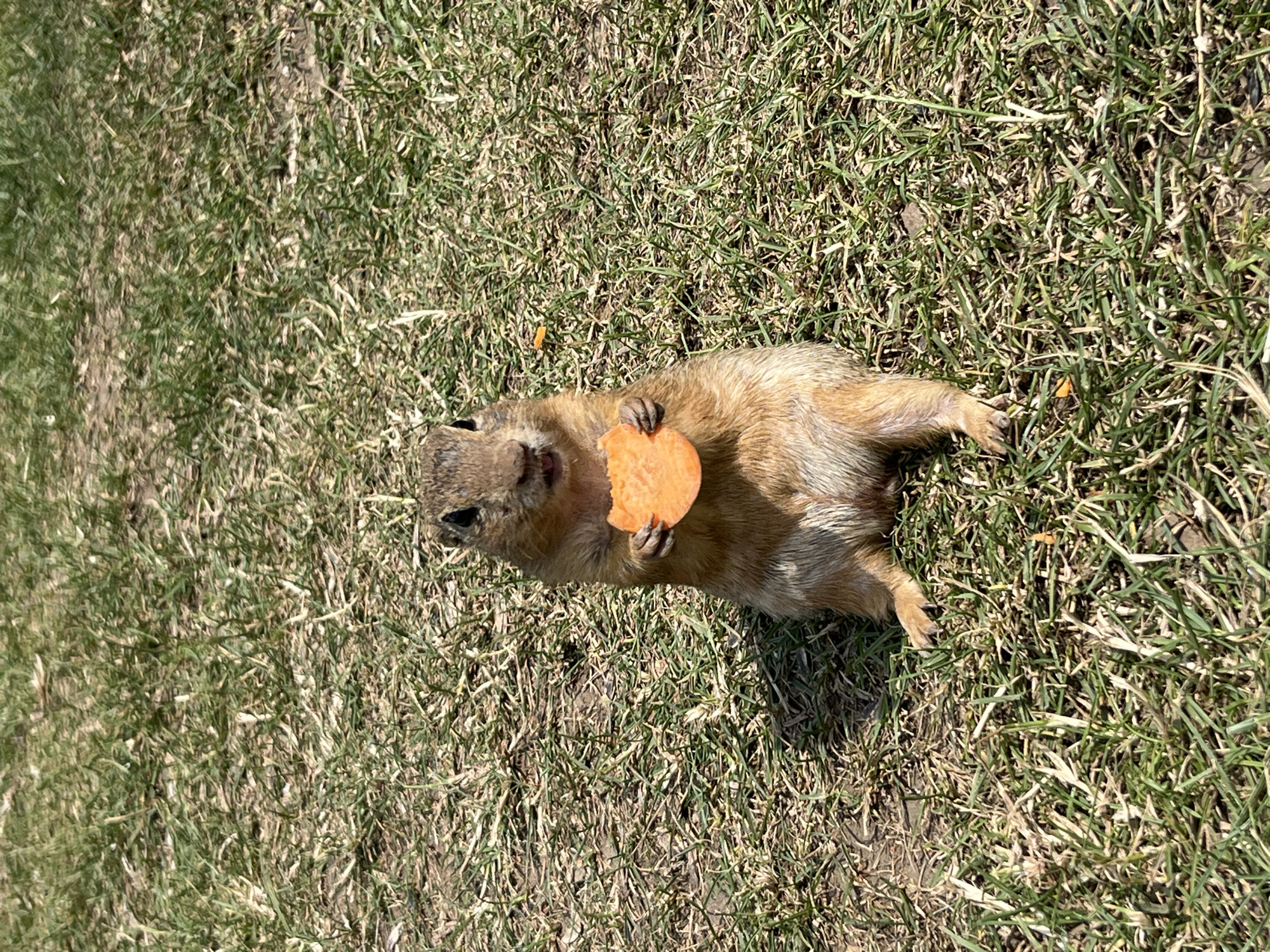 A ground squirrel is sitting upright on a grassy field in Muráň, Slovakia, holding a slice of carrot. The squirrel has brown fur with lighter brown stripes on its back and a bushy tail. Its front paws are holding the orange carrot slice, and its mouth is slightly open as if it is about to take a bite. The background is a blurry green and brown grassy area, suggesting an outdoor, natural setting. The sunlight casts shadows on the ground, indicating it is daytime.