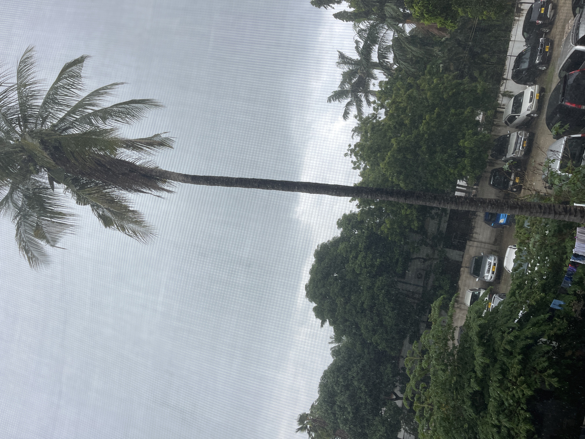 The image captures a gloomy, rainy daytime scene in Dar es-Salaam, Tanzania, viewed through a window screen. A tall palm tree with lush green fronds stands prominently on the left side of the frame, its leaves appearing wet and slightly wind-swept. Dense green foliage from various other trees forms a natural barrier across the middle and right sections, with some lighter green, bush-like trees visible in the foreground on the bottom right.
Below the treeline, several cars are parked along a wet street or parking area. These include dark-colored SUVs, a silver SUV, and other vehicles. Rain is visibly falling, appearing as numerous small white specks and streaks across the entire image, particularly noticeable against the darker trees and cars. The sky is uniformly overcast and grey, indicating heavy cloud cover.
Notable details include the fine grid pattern of the window screen, which is visible across the entire photograph, and the overall wet appearance of the environment. License plates on several parked cars are discernible as Tanzanian, with examples like "T 281 D," "T 778 D," and "T 578 D" clearly visible, confirming the provided location context. Clothes are hanging on a line or railing on the far right, suggesting a residential area. The scene conveys the atmosphere of a monsoon or heavy rain event in a tropical setting.