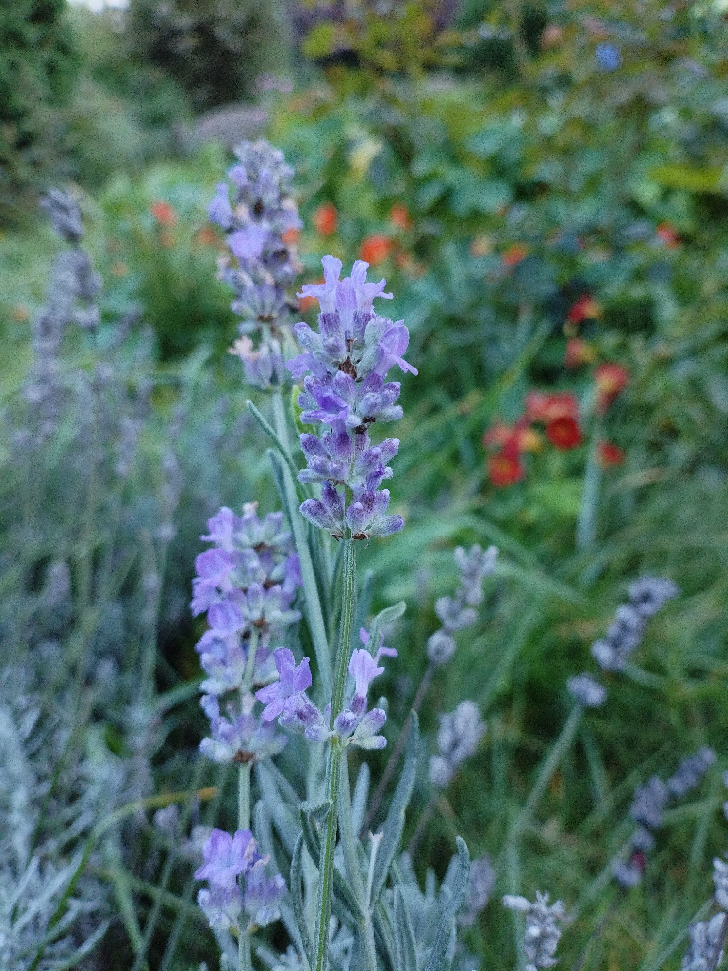 The image shows a close-up of lavender flowers in a garden. The lavender stalks are a pale green with small purple flowers clustered along the top. The background is blurred, with hints of other plants and flowers in shades of green, orange, and red. The lighting suggests it may be a cloudy day, or late afternoon. The overall impression is of a tranquil, natural setting. The image does not contain any people or specific urban elements that would place it in Bialynichy, Belarus.