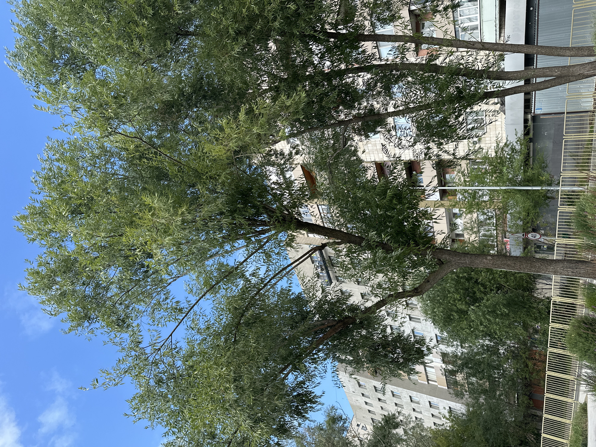 The image depicts a street scene in Kazan, Russia, featuring a large, mature tree with lush green foliage in the foreground. Behind the tree, a multi-story apartment building is visible. The building appears to be made of concrete and has numerous windows. A yellow metal fence runs along the bottom of the image, separating the sidewalk or street from what appears to be a grassy area or a verge. The sky is blue with some scattered clouds. The overall scene suggests an urban environment, possibly a residential area, with a focus on the natural element of the tree against the backdrop of the man-made structure.