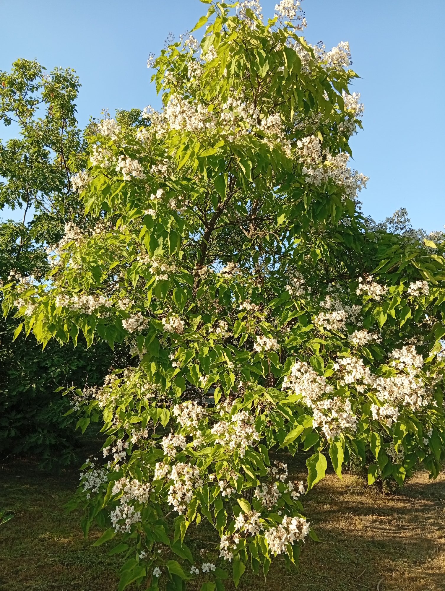 A Catalpa tree with clusters of white flowers and large green leaves stands in a park-like setting. The tree is in the center of the frame, its branches reaching upwards and outwards against a clear blue sky. The ground beneath the tree is covered in dry grass, with shadows cast by the sunlight. In the background, more green foliage from other trees and shrubs is visible, suggesting a natural or landscaped environment. The scene is well-lit, indicating it was taken during daylight hours. There are no people or animals in the image.