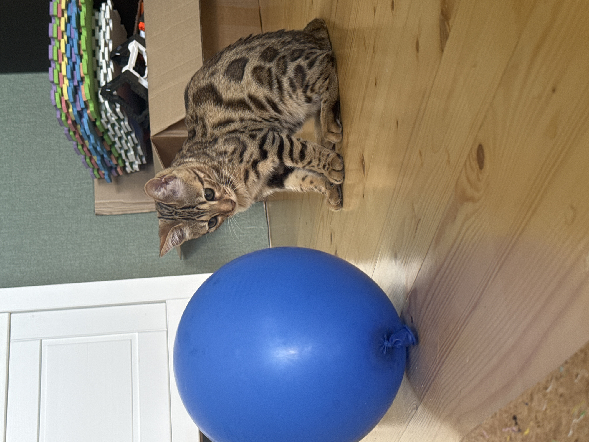 A Bengal kitten with distinctive spotted and striped markings sits on a light-colored wooden floor, looking at a large, deflated blue balloon. The kitten is positioned in the mid-ground to the right of the frame. The balloon occupies the left half of the image. In the background, a white cabinet or wardrobe is visible on the far left. Behind the kitten, a cardboard box is open, and a stack of colorful interlocking foam play mats is piled on top of it. The wall behind the play mats is a muted green color. The scene appears to be indoors, likely in a residential setting. There is no indication of the location being in the city of Rzhev, Russia.