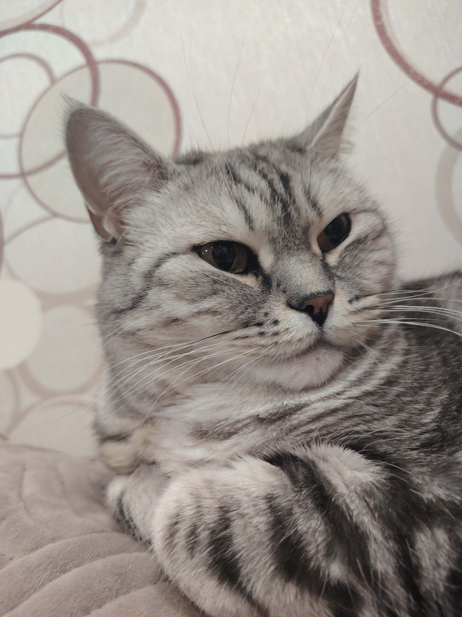 A close-up, eye-level, portrait-oriented, medium shot photograph shows a silver tabby cat looking to the right of the frame. The cat is lying down on a soft, light brown blanket, with its head slightly tilted. The cat's fur is a mix of silver, black, and grey stripes. Its eyes are dark brown and appear to be slightly narrowed. The cat's ears are pointed upwards, and its whiskers are long and white. The background consists of a light-colored wall with a circular pattern in shades of pink and white. The lighting is soft and diffused, creating a gentle ambiance. The image is sharp and detailed, capturing the texture of the cat's fur and the subtle patterns on the wall.
