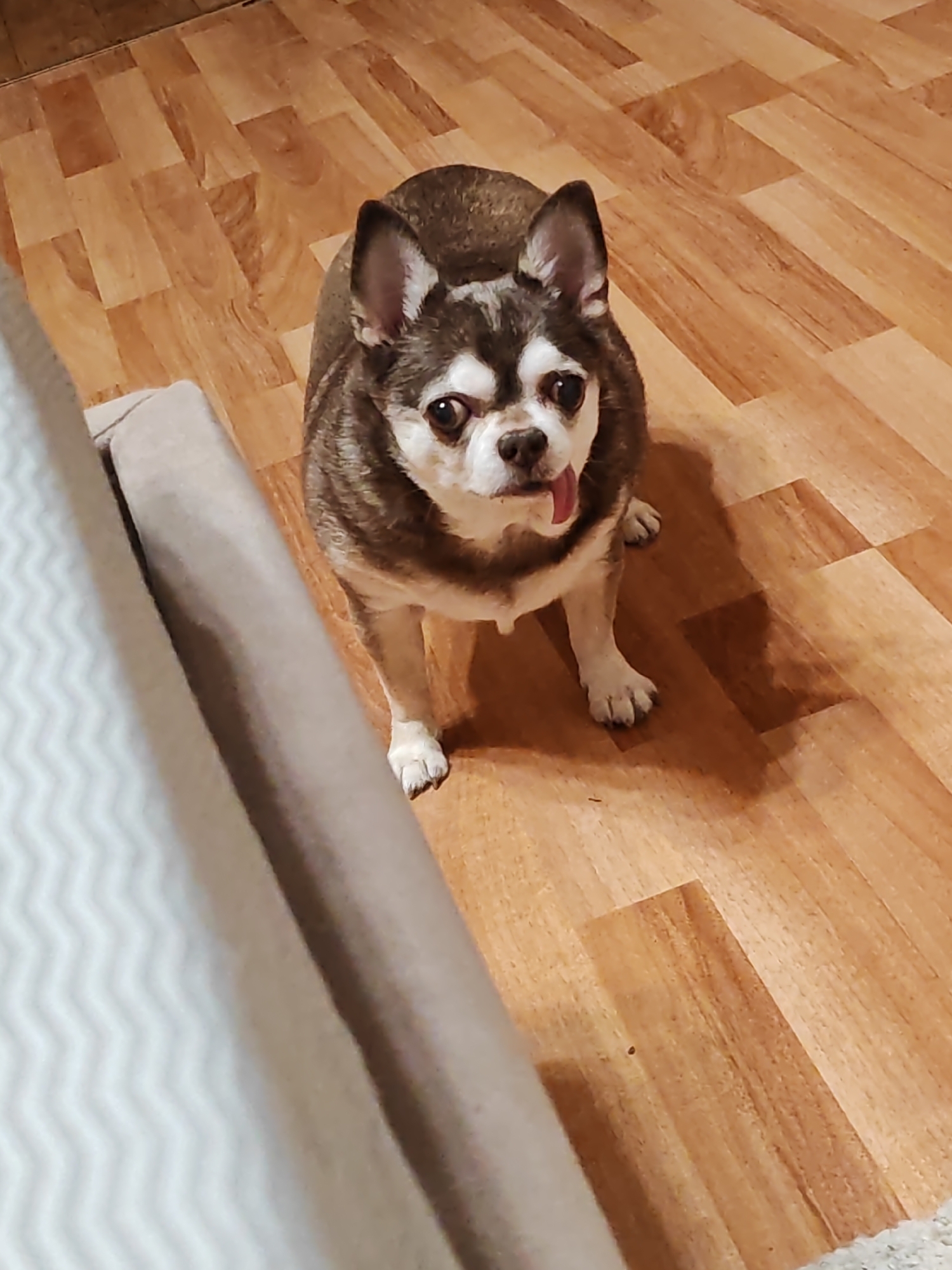 An indoor scene in Saint Petersburg, Russia, depicts a small, short-haired dog, likely a Chihuahua, standing on a light brown wood or laminate floor. The dog possesses a mottled coat primarily consisting of dark brown and white fur, with white markings around its muzzle, chest, and paws, contrasting with darker fur on its head and back. Its ears are upright and dark-tipped. The dog faces the camera directly, with its dark eyes fixed forward and its pink tongue slightly protruding from its mouth. To the immediate left of the dog and occupying the foreground, a light beige upholstered furniture armrest is partially visible, featuring a white side panel with a subtle zig-zag pattern. The lighting casts a soft shadow of the dog on the floor behind and to its left. No human subjects are present.