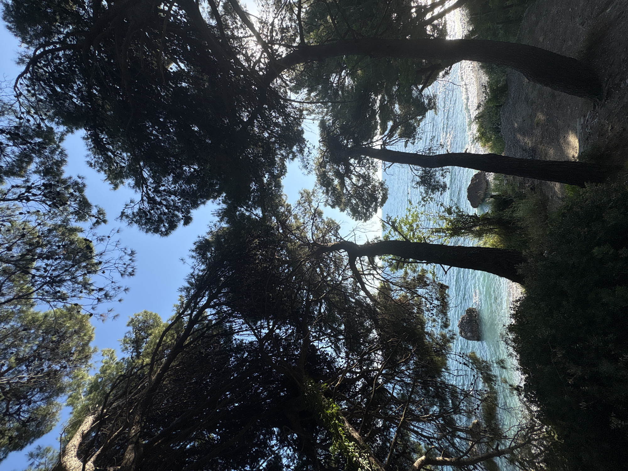 The image shows a view of the Adriatic Sea through a dense canopy of trees. The trees are dark and their branches frame the scene, with glimpses of a clear blue sky visible through the foliage. The sea is light blue with some visible waves, and a few rocks are scattered near the shoreline. A narrow path runs alongside the beach, partially obscured by the trees. The location is in the city of Bar, Montenegro.