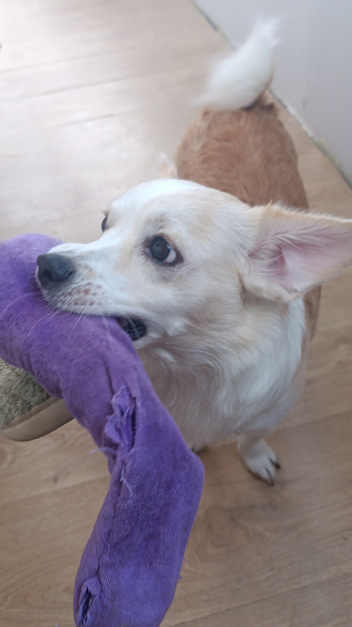 A medium-shot, eye-level, vertical photograph shows a light-colored dog in the process of chewing on a purple toy. The dog, a mixed breed with tan fur on its back and white fur on its chest and face, is positioned in the center of the frame, facing left. Its mouth is clamped around the purple toy, which appears to be made of fabric and is partially torn. The dog's eyes are open, and it has a focused expression. The background consists of a wooden floor and a white wall. The lighting is bright and even, suggesting an indoor setting.