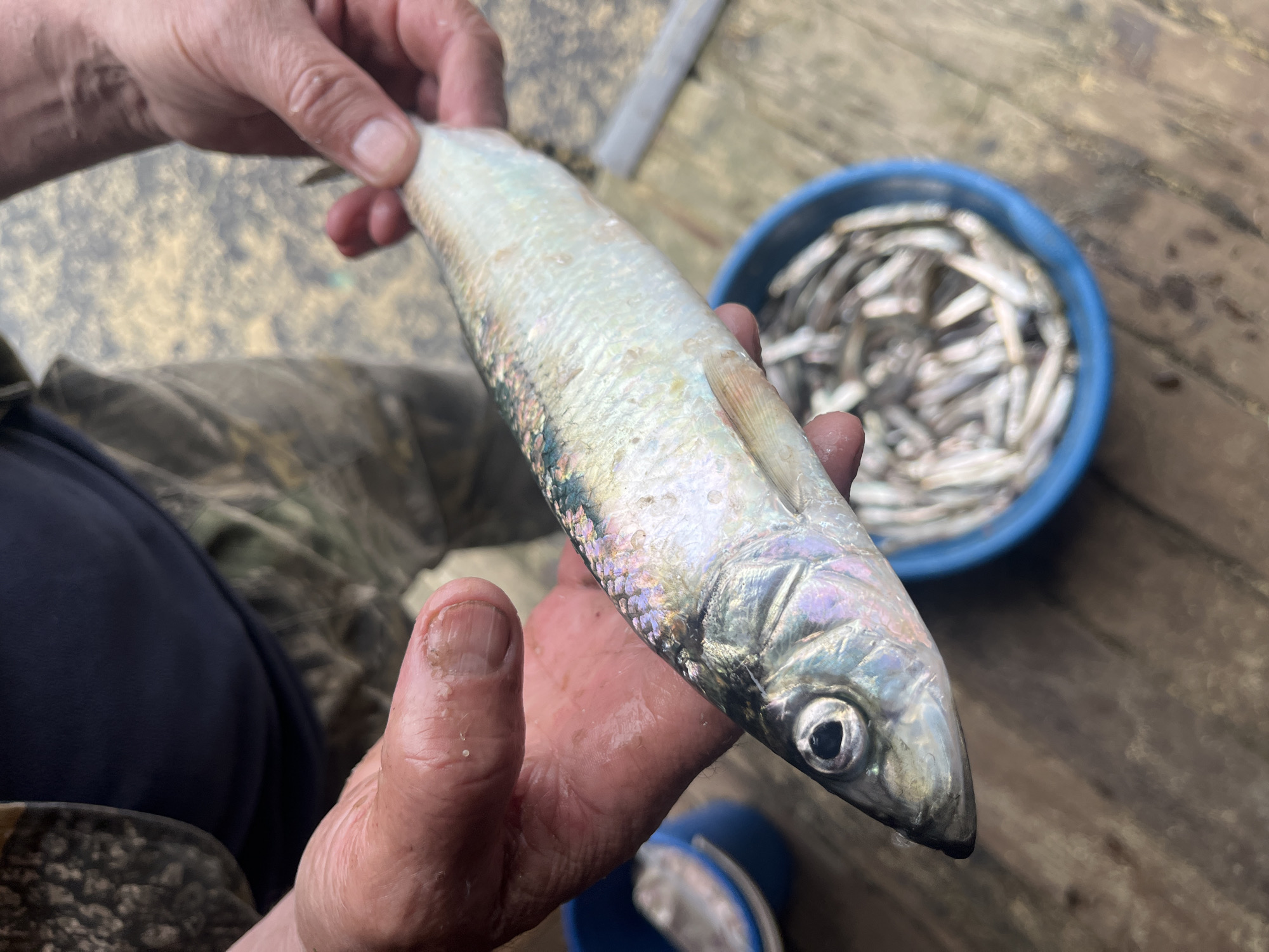 A close-up, eye-level shot shows a person's hands holding a single, iridescent fish over a blue bucket filled with smaller fish. The fish in hand is long and slender, with visible scales reflecting shades of blue, green, and purple. Its eye is dark and prominent. The person's hands are visible, one holding the fish from below and the other supporting it from the side. The skin on the hands appears weathered. In the background, a portion of the person's torso is visible, wearing a dark blue shirt over camouflage-patterned clothing. The environment appears to be outdoors, with a wooden surface visible beneath the bucket and hands, suggesting a dock or deck. The overall lighting is natural and somewhat diffused. The image is focused on the fish and the hands holding it, with the bucket and smaller fish providing context for a recent catch. The setting does not provide specific landmarks to identify it within Sovetskaya Gavan', Russia, other than the possibility of it being a fishing location.