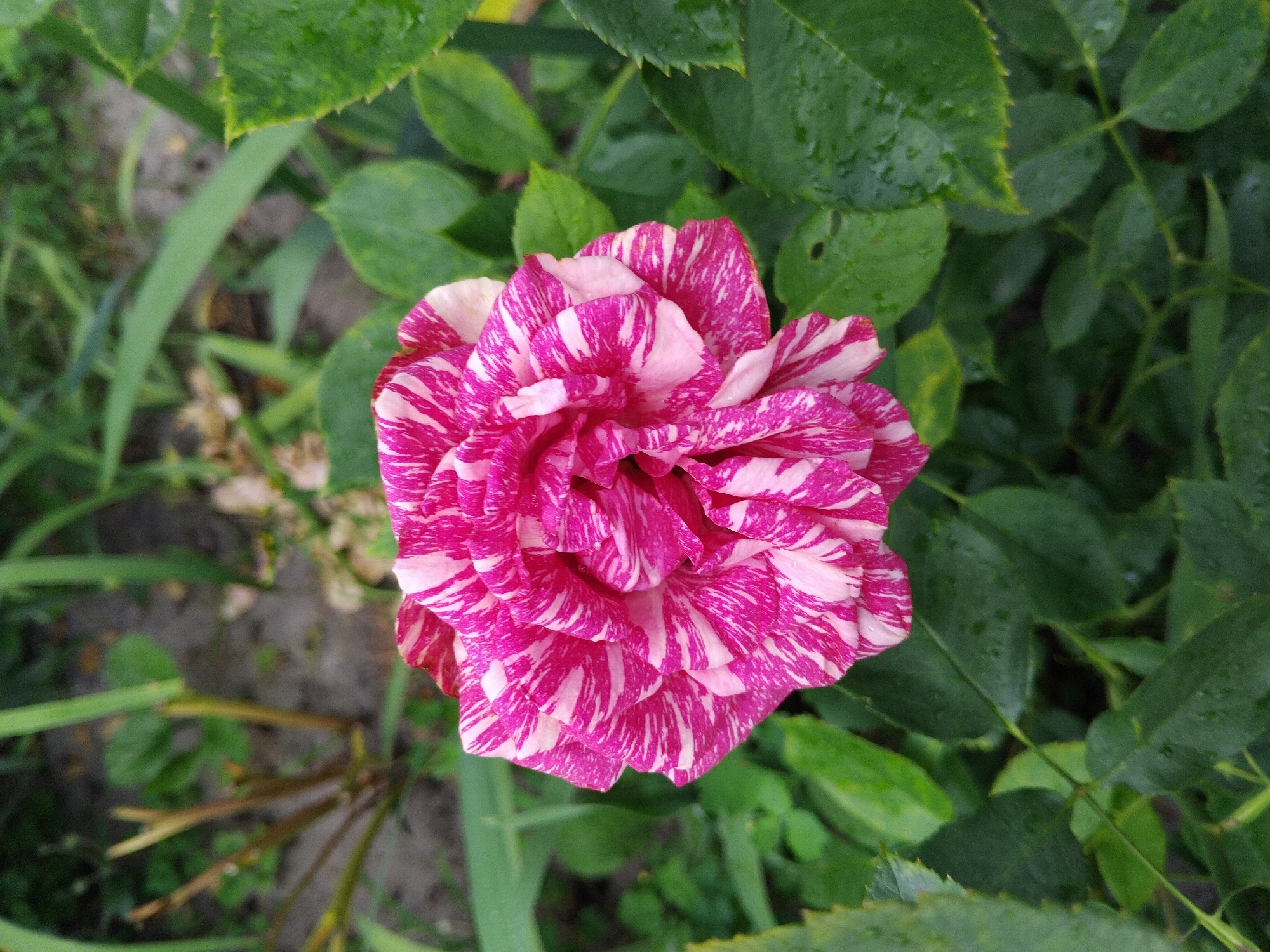 A close-up, top-down view of a bi-colored rose, predominantly fuchsia and white striped, fills the center of the frame. The rose is in full bloom, with tightly packed petals showcasing a swirling pattern. It is surrounded by a backdrop of lush, dark green foliage, some of which appears wet, suggesting recent rain. The background is blurred, hinting at a garden setting, possibly in Zhytomyr, Ukraine. No people or animals are visible.