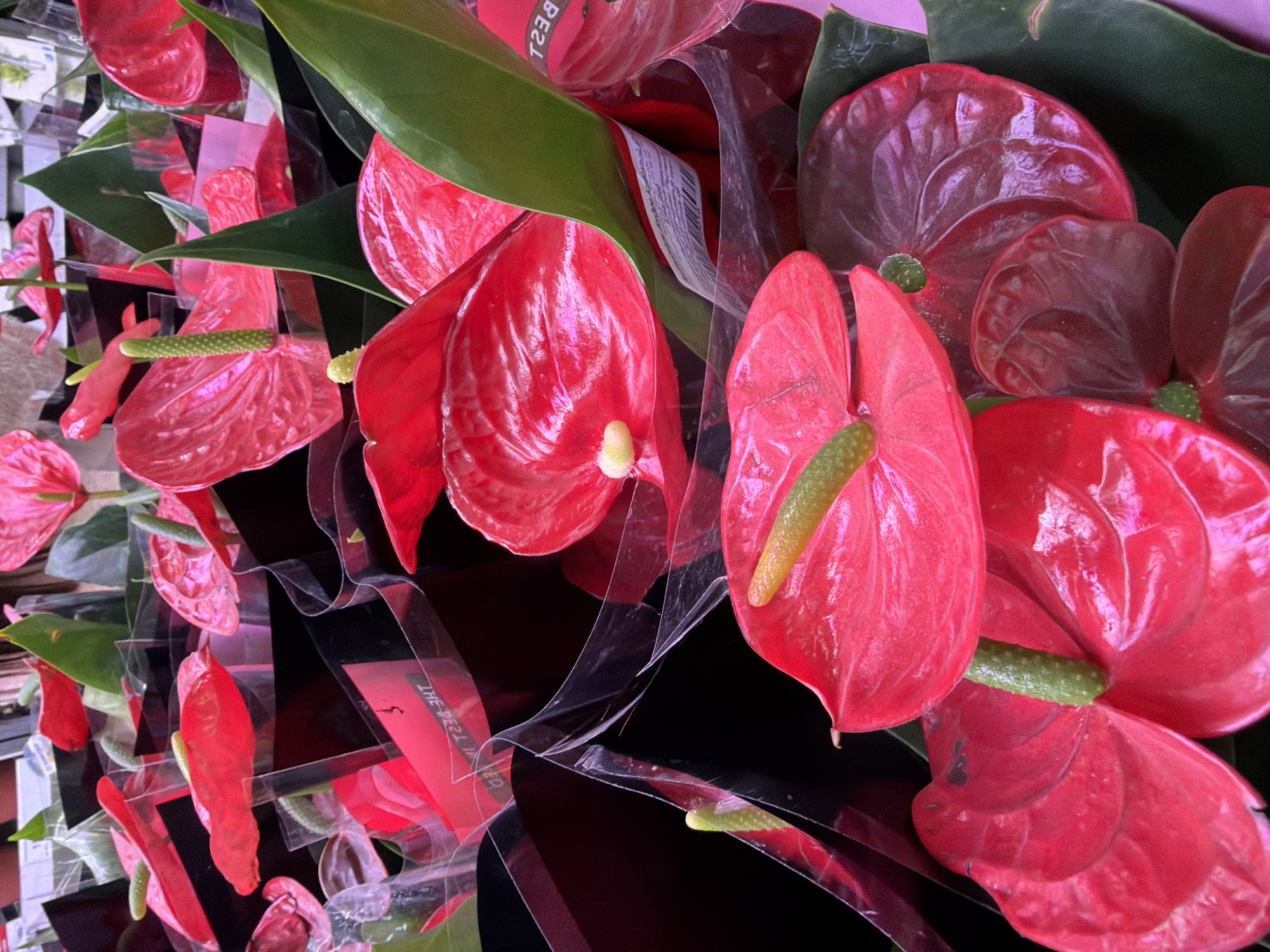 A close-up, overhead shot captures a vibrant display of red anthurium flowers, likely at a florist shop or market in Kazan, Russia. The anthuriums are bundled and presented in clear plastic packaging, some with black cardstock inserts. The glossy petals of the flowers range in hue from bright red to a deeper crimson, with prominent green spadices. The background is dark and blurred, focusing all attention on the floral arrangement. Some of the packaging features text, including what appears to be "THE BEST IN KAZAN" printed in reverse on a white label.