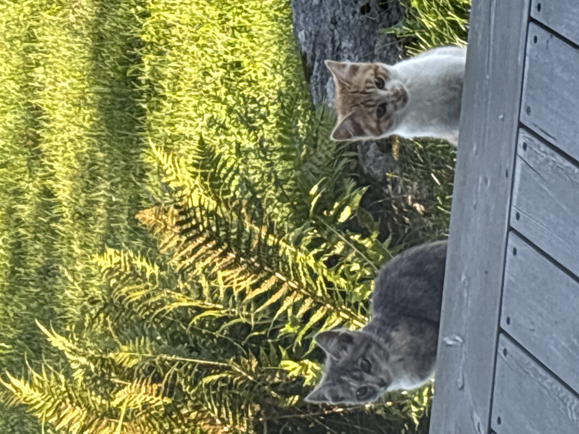 Two kittens are positioned on a wooden surface in the foreground of the image. To the left is a grey tabby kitten, and to the right is an orange and white tabby kitten. Behind the kittens, there is lush green grass and ferns. A grey rock is visible behind the orange and white kitten. The scene is bathed in natural sunlight, casting shadows and highlights on the environment. The location is not specified within the image.