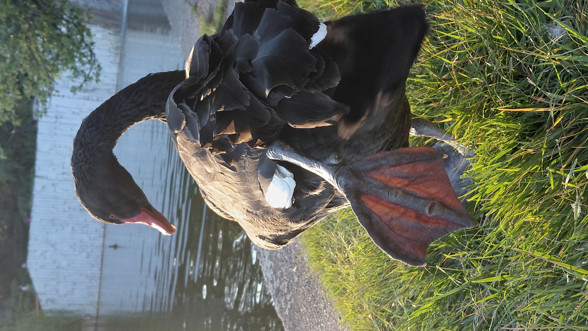 A black swan stands near a pond. The swan's head is curved downward toward the water. The swan is partially on grass, with its webbed feet visible. Some white feathers are showing amongst the black ones. The environment appears to be a park-like setting.