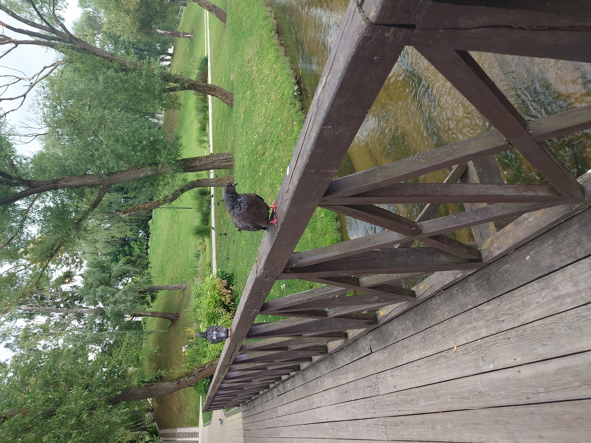 A wooden bridge with a dark brown railing spans a shallow, murky waterway. On the railing of the bridge, two pigeons are perched. The pigeon on the left is facing away from the camera, while the pigeon on the right is facing towards the camera with its head turned. The bridge deck is made of weathered grey wooden planks. Behind the bridge, a grassy area with several trees and a winding path is visible. The trees have dense green foliage. The sky is overcast. The scene is likely located in a park or recreational area within the city of Kommunarka, Russia, judging by the typical urban park aesthetics.