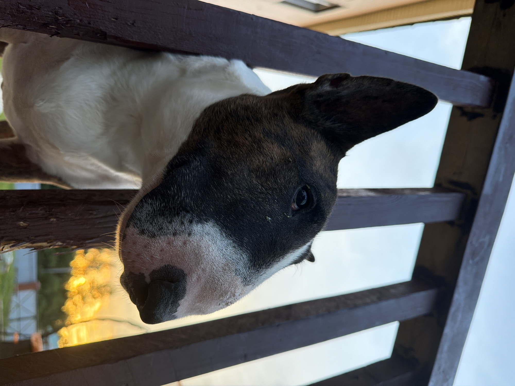 A brindle and white Bull Terrier is peeking through wooden fence slats. The dog's head is angled to the right, with its snout close to the ground. The background shows a building on the left and a blurred sunset with an orange glow on the right, suggesting an outdoor environment. The image appears to have been taken at dusk, likely in a residential area. There are no people present in the image. The location is specified as Chaikovsky, Russia.