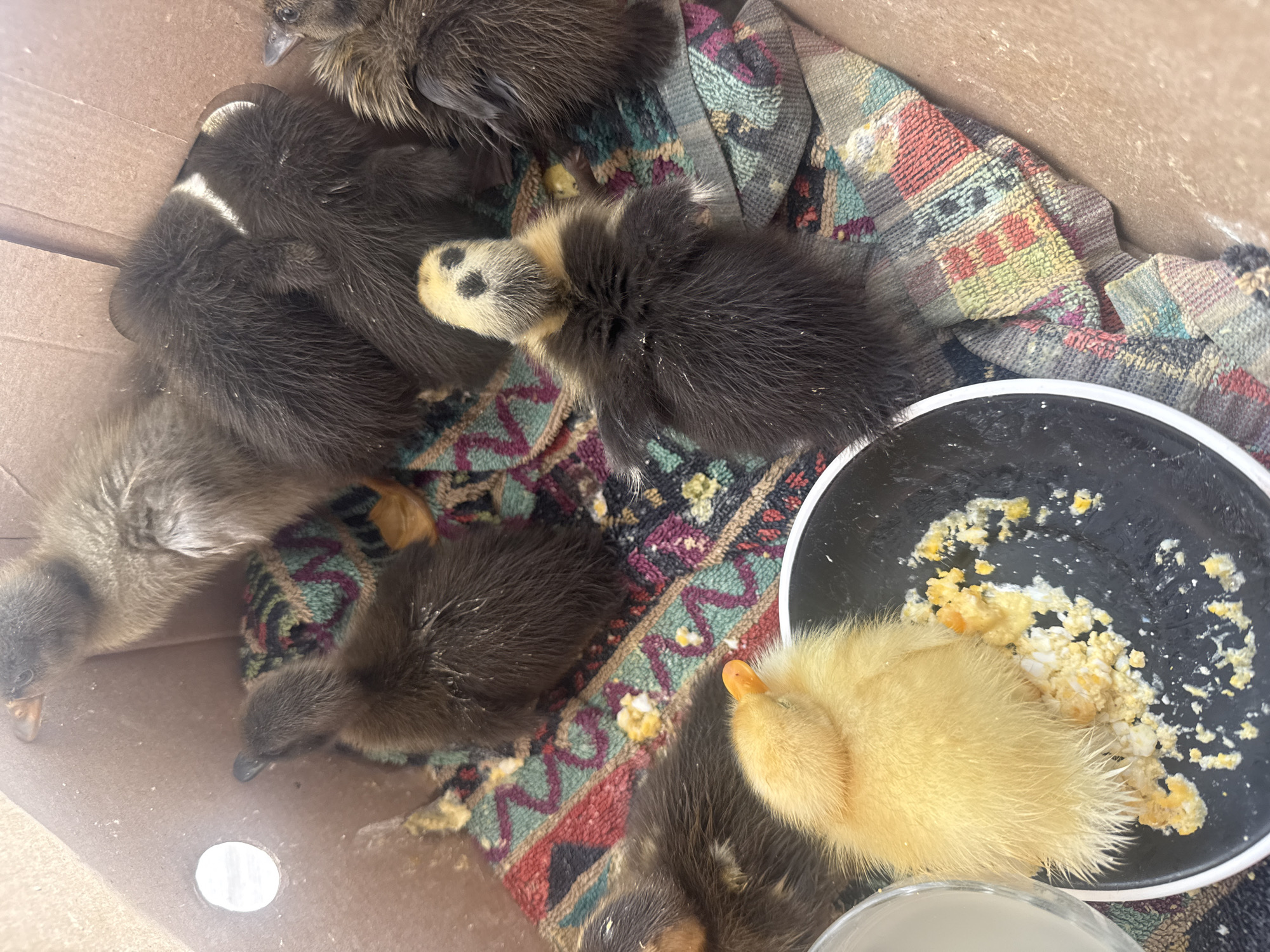 A group of ducklings are in a cardboard box. There are at least five ducklings visible. Most of the ducklings are dark gray or black with some lighter markings. One duckling in the center is yellow with black spots on its face. Another yellow duckling is in the foreground. The ducklings are nestled on a colorful blanket that has geometric patterns in red, yellow, green, and blue. A black bowl with scrambled eggs is in the lower right corner, with some of the eggs spilled onto the blanket. The ducklings appear to be eating. The setting appears to be indoors, possibly a barn or shelter, given the cardboard box and blanket. The lighting suggests it could be daytime, but no specific time can be determined. No text is visible in the image. The location context is Galinė, Lithuania.