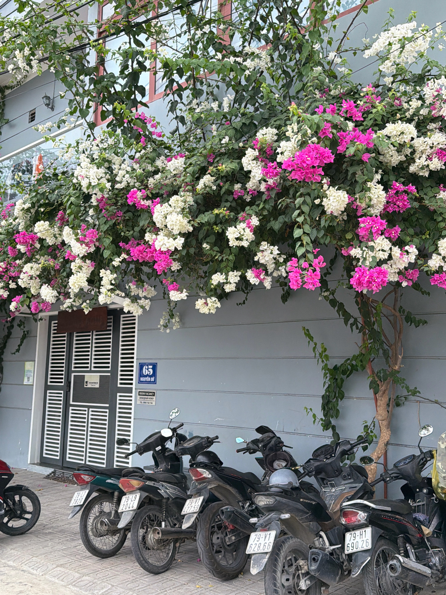 This image captures a street scene in Nha Trang, Vietnam, featuring a building adorned with vibrant bougainvillea flowers in shades of pink and white cascading over a grey wall. In front of the building, several motorcycles are parked along the sidewalk. A door with white slats is visible on the building, along with a blue sign displaying the number "65" and text in Vietnamese. The ground is paved with light-colored tiles. The overall atmosphere suggests a typical urban setting in Vietnam, with flowering plants adding a touch of color to the architecture.
