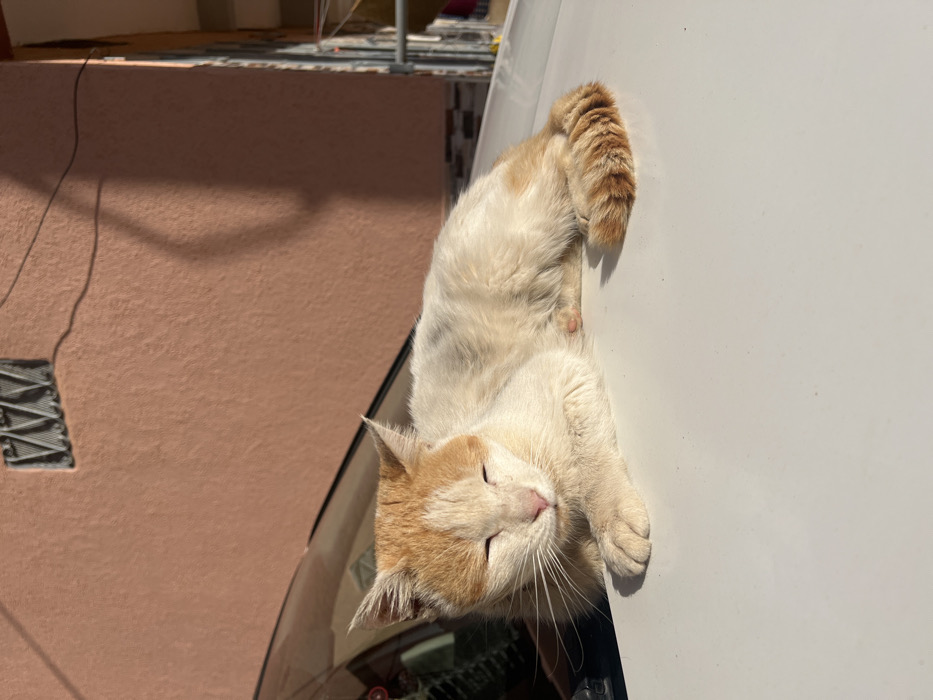 A cat rests on a white vehicle's hood. The feline is mostly white with patches of orange. It lays with its eyes closed, seemingly asleep. The tail curls upwards, extending beyond the edge of the car's hood. The background shows a building with a tan wall and a section of a tiled surface. The sunlight casts shadows, suggesting a bright, sunny day.