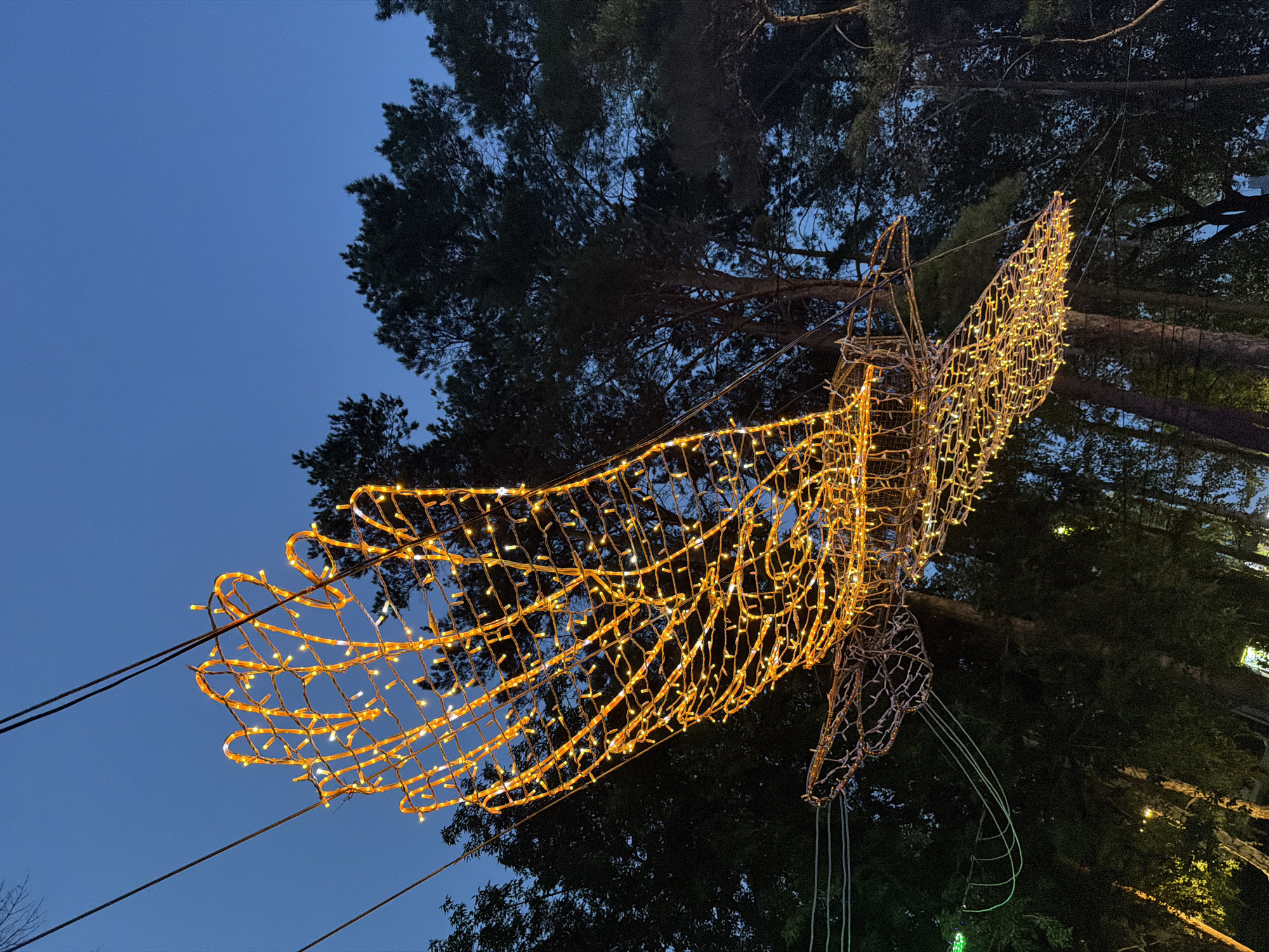 A large, illuminated wireframe sculpture of a bird, made of orange lights, is suspended in the air against a darkening blue sky. The sculpture appears to be a swan or a heron, with outstretched wings and a long neck. The bird is positioned in the center of the frame, with the wires from which it hangs visible in the upper part of the image. Behind the sculpture, dark silhouettes of pine trees rise against the sky. The lower part of the image shows more trees, some of which are also illuminated with green and white lights, suggesting this is a park or public space decorated for an event or holiday. The lighting and composition suggest the photo was taken at dusk or early evening. There are no people or animals visible in the image.