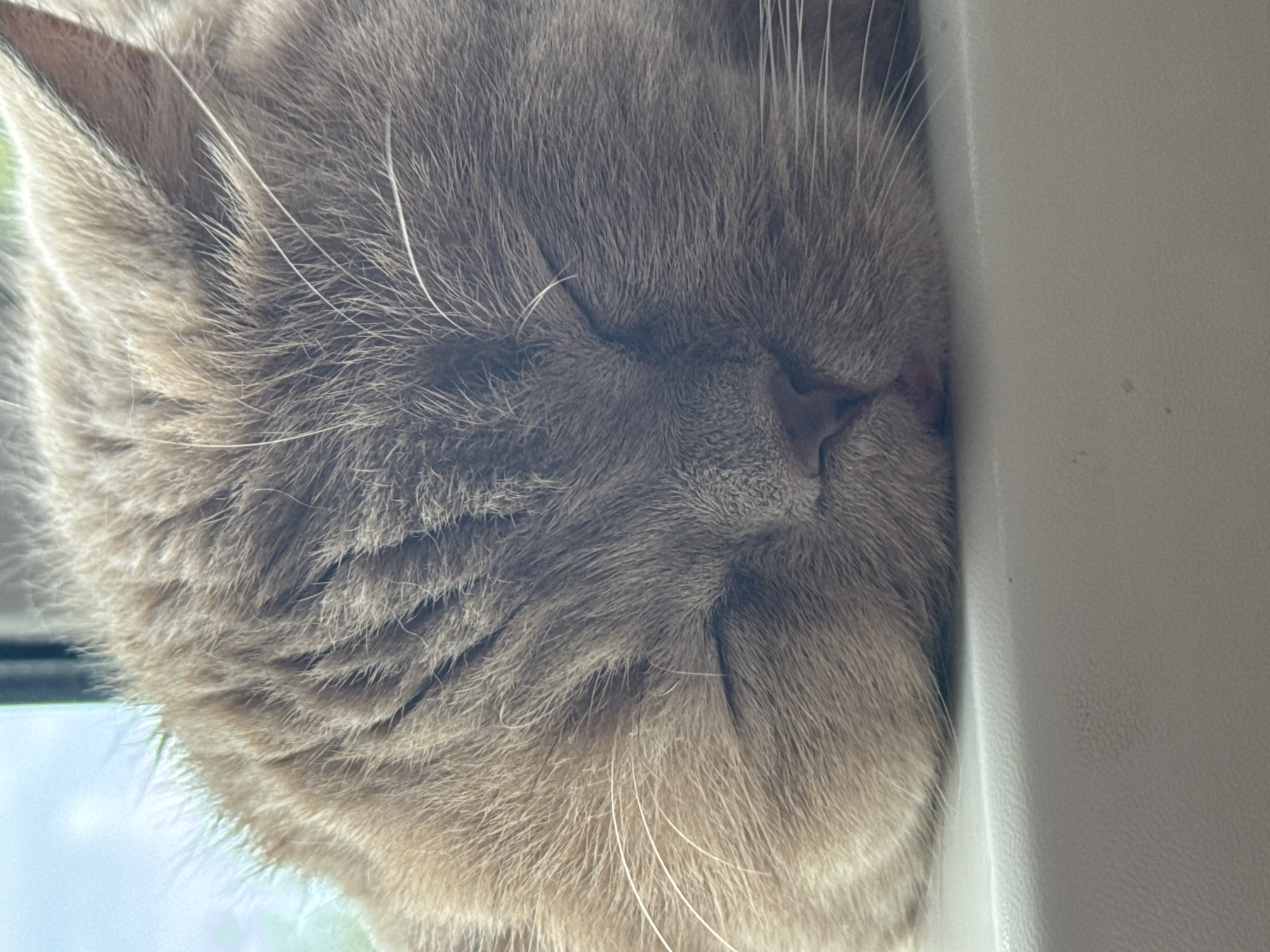 A close-up, eye-level, medium shot shows a light brown and grey tabby cat asleep. The cat's face fills most of the frame, with its eyes closed and its head resting on a white surface. Its fur is fluffy, and its whiskers are prominent. The background is blurred, with a hint of green and blue suggesting an outdoor environment seen through a window.