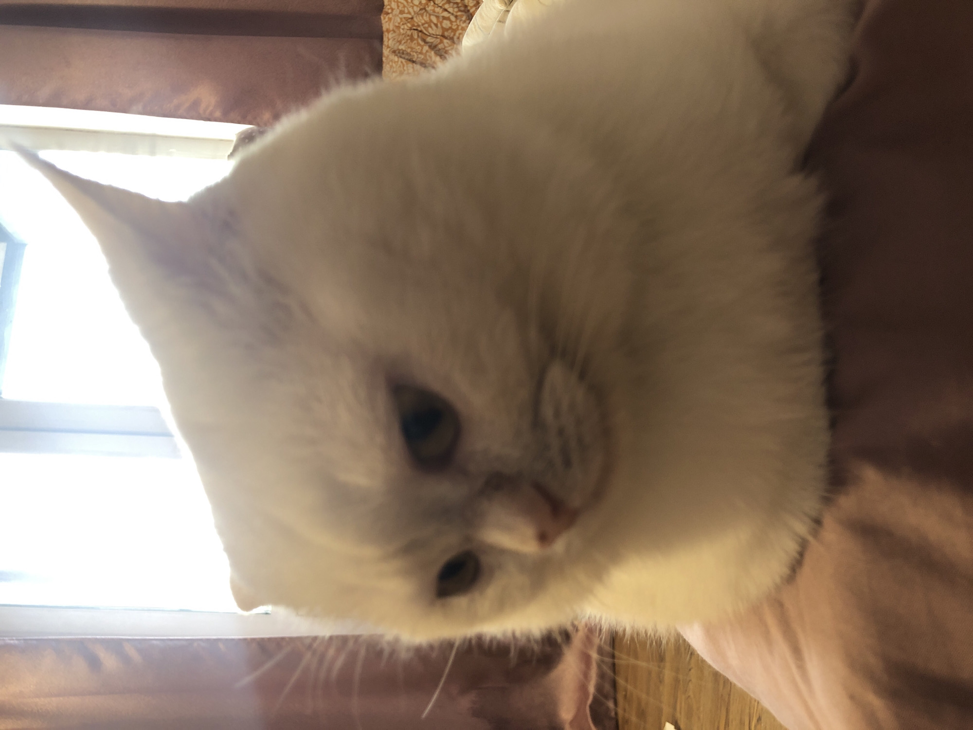 A white cat with blue eyes is sitting on a pink blanket. The cat is looking down and to the left. In the background, there are brown curtains and a window with bright light coming through. The cat is the main subject of the image, and the environment is a room.