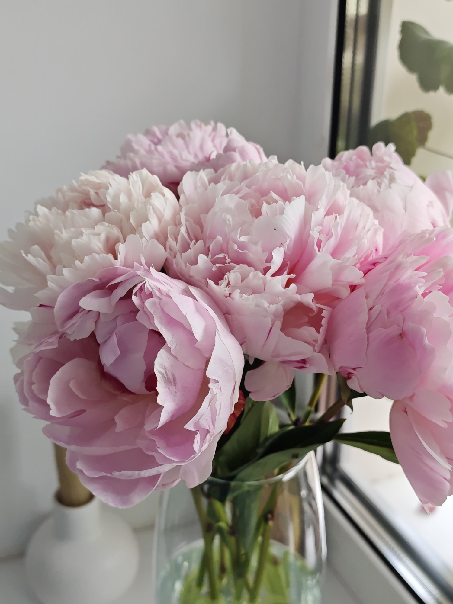 A vibrant bouquet of pink peonies is displayed prominently in a clear glass vase, placed indoors near a window in Vinnytsia, Ukraine. The flowers, with their numerous soft, ruffled petals, exhibit a gradient of pink hues, ranging from delicate pale pink at their edges to richer, deeper pinks towards their centers. Visible green stems are submerged in water within the glass vase.
To the left of the vase, a partial view of a white, rounded ceramic object with a lighter, possibly wooden or metallic, neck is present. The background behind the peonies is predominantly a light, neutral tone, likely an off-white wall or surface. To the right, a window allows natural light to illuminate the scene, with blurred green foliage visible through its pane, suggesting either an outdoor plant or one placed on the windowsill. The dark frame of the window is also partially visible.
The bright, diffused lighting indicates it is daytime. The overall arrangement creates a fresh and serene atmosphere, highlighting the natural beauty of the blossoms. No text is visible in the image.