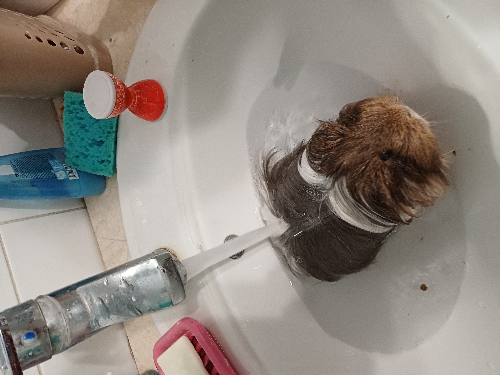 The media file shows a guinea pig in a white sink. The guinea pig has brown and white fur. The sink is wet and water is running from a faucet onto the guinea pig. There is a blue sponge and a red object with a white lid next to the sink. A soap dish with a bar of soap is also visible. The setting appears to be a bathroom. The time of day and weather are not discernible. The location is stated as Sochi, Russia.
