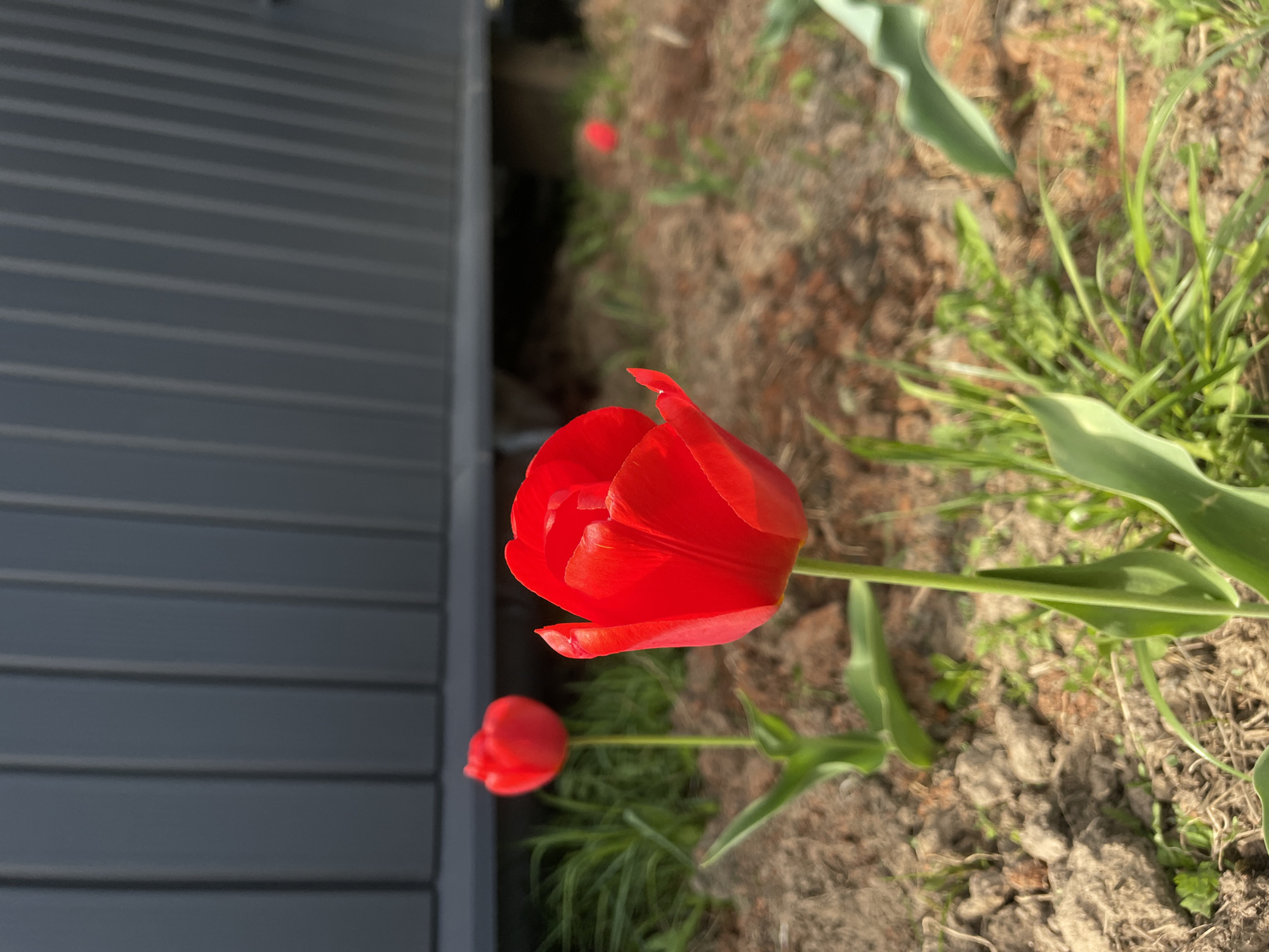 A close-up shows a vibrant red tulip in partial bloom, with a second bud behind it. The background consists of garden soil with patches of grass, and a dark gray building with horizontal siding is visible on the left. The image captures a small section of Подшивалово, Russia, with the focus on the cultivated flower against the backdrop of the built environment.