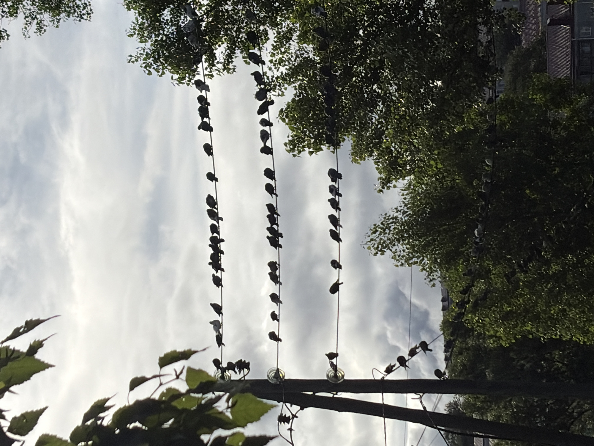 The image depicts a cloudy sky with trees and telephone wires. Multiple pigeons are perched on the wires. The scene is located in the city of Korsakov, Russia. There are no people visible in the image. The environment appears to be an outdoor setting with evidence of urban infrastructure.