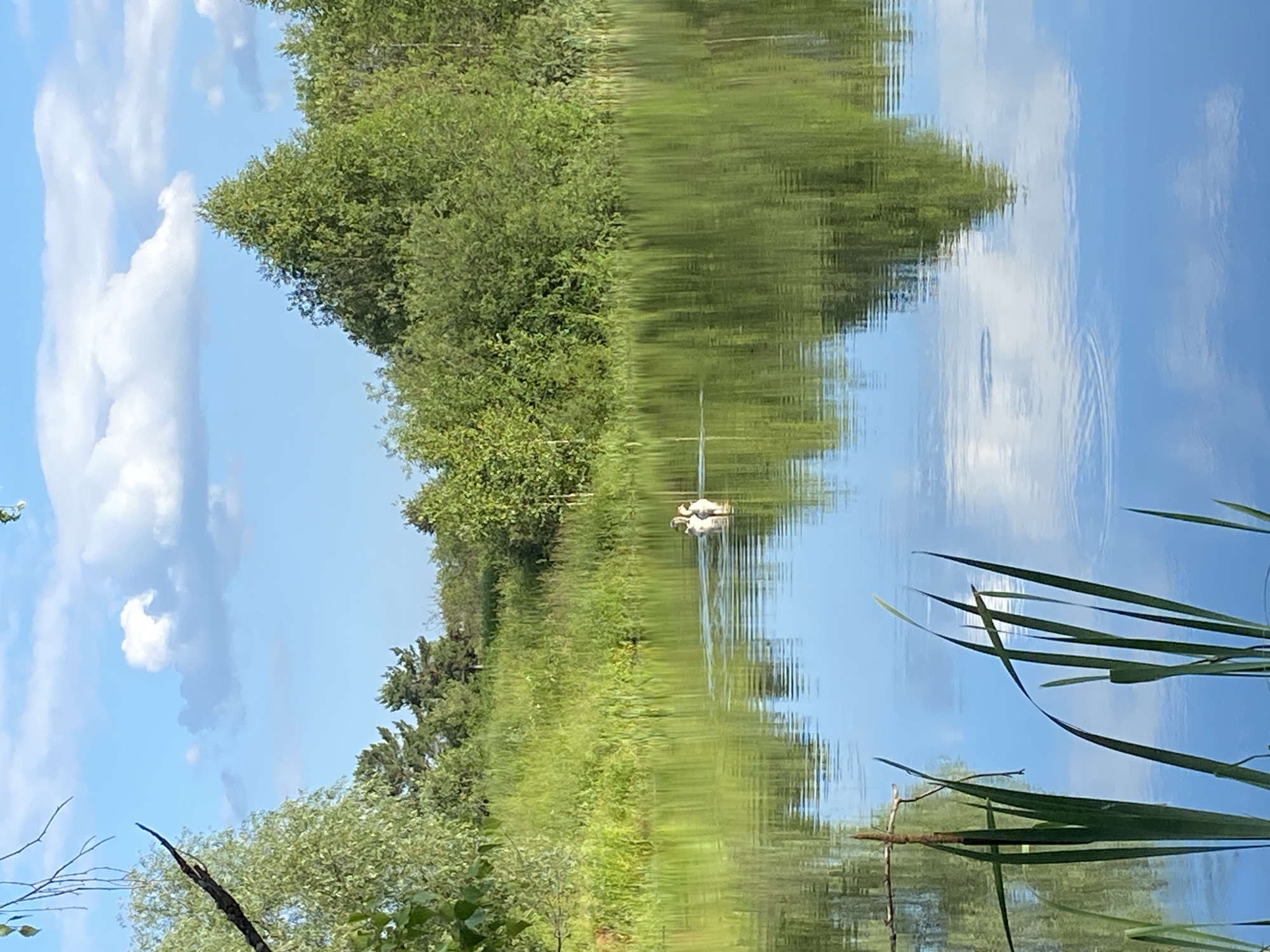 The image depicts a serene natural scene at Novyi Ural, Russia. The primary subjects are two white ducks swimming together on a calm body of water, likely a lake or river, which occupies the right half of the frame. Their reflection is clearly visible on the water's surface, creating a mirrored image of their white forms against the rippling blue.
The setting is a lush, green lakeside, with dense trees and vegetation lining the left bank. The trees are a mix of deciduous and coniferous, showcasing a variety of green foliage. The reflection of these trees and the bright blue sky, dotted with fluffy white clouds, dominates the water's surface, distorting slightly due to the gentle movement of the water. Reeds or tall grasses are visible in the foreground, also reflected in the water.
The time of day appears to be late morning or early afternoon, given the bright sunlight illuminating the scene and casting clear reflections. The weather seems pleasant, with a clear blue sky suggesting a calm, sunny day. There are no visible signs of human activity beyond the presence of the ducks, contributing to an overall sense of tranquility and natural beauty. No text is present in the image.