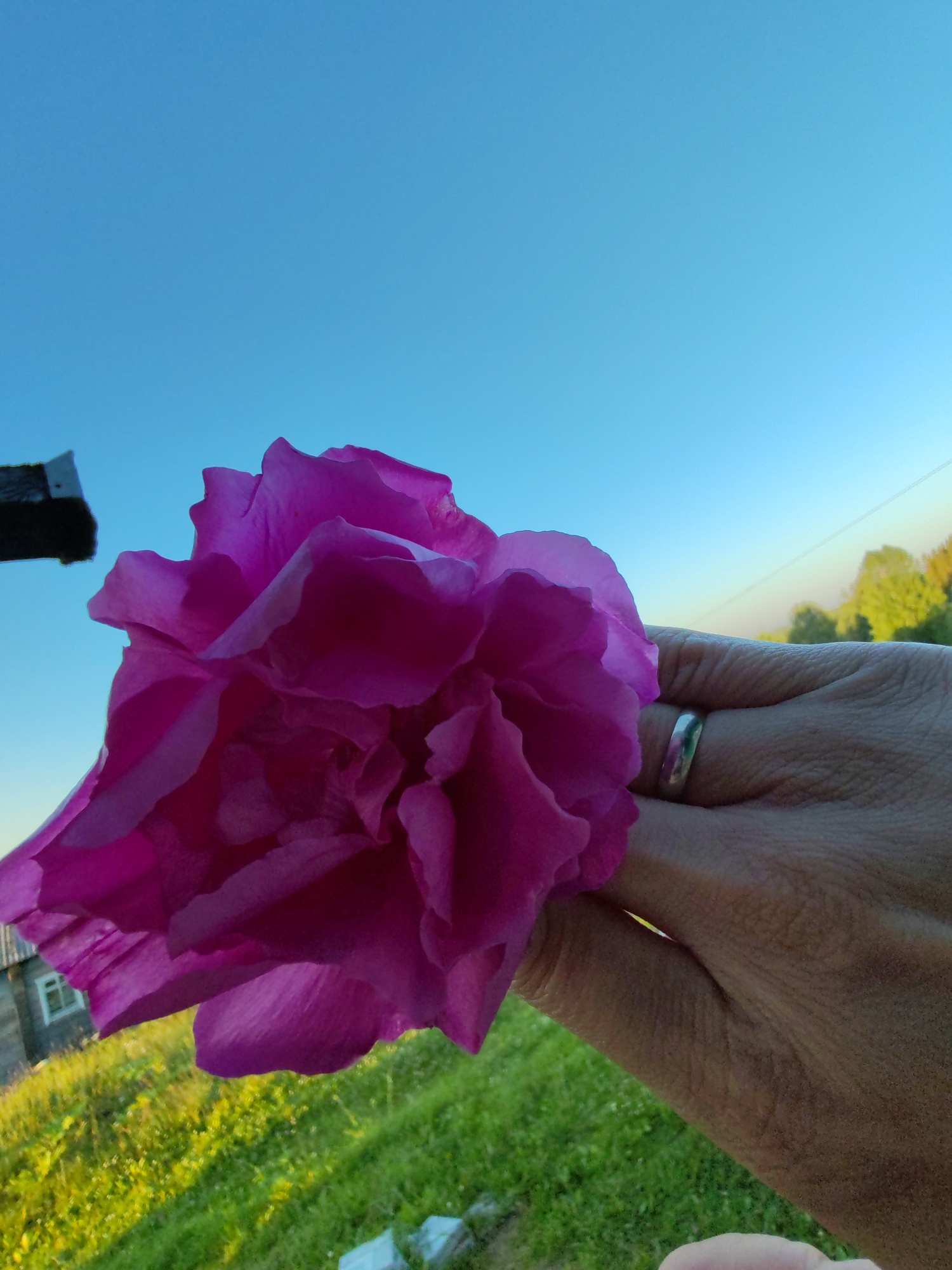 An extreme close-up shot captures a person's hand holding a vibrant pink flower against a clear blue sky. The hand, showing visible texture and a silver ring on the index finger, is positioned in the lower right quadrant of the frame. The flower, with its numerous ruffled petals, dominates the foreground, obscuring the background. Glimpses of a grassy field, a rustic wooden structure, and distant trees with yellowing foliage suggest an outdoor, possibly rural setting. The lighting indicates a time near sunset, casting a warm glow on the scene. The location is identified as Chukhlem, Russia.