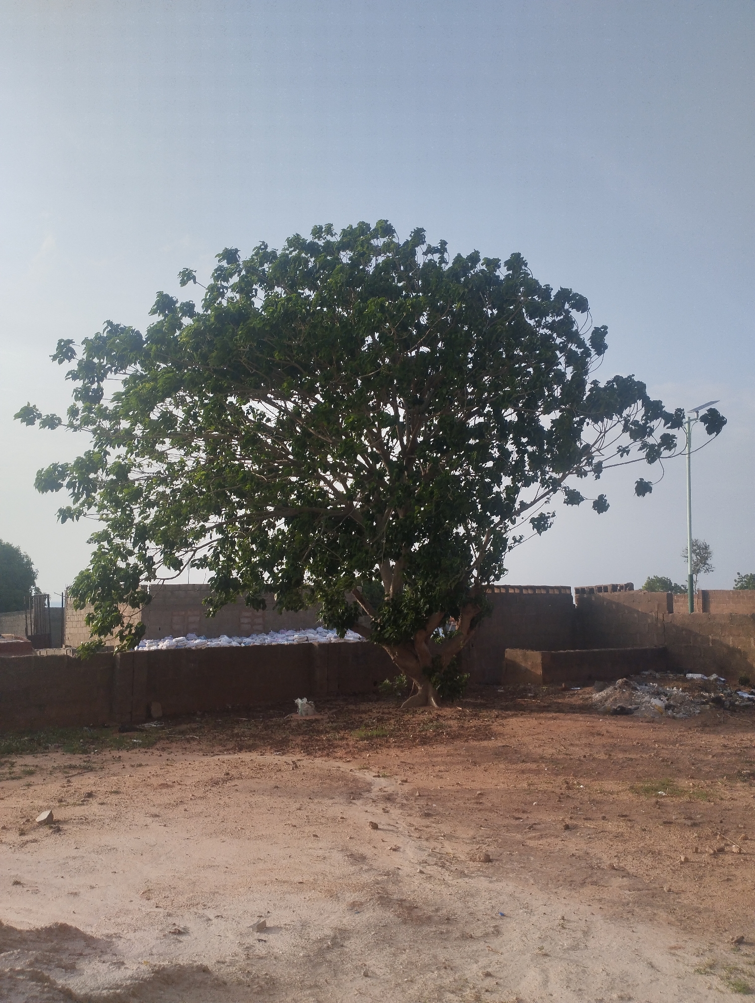 The image depicts a large, mature tree standing in a dirt clearing. Behind the tree is a low wall, possibly part of a building or property boundary, with what appears to be bags of material stacked against it. A solar-powered street light is visible to the right of the tree. Debris and scattered refuse are present near the wall and on the ground. The soil is reddish-brown and appears dry. The sky is overcast. The location is Gombe, Nigeria.
