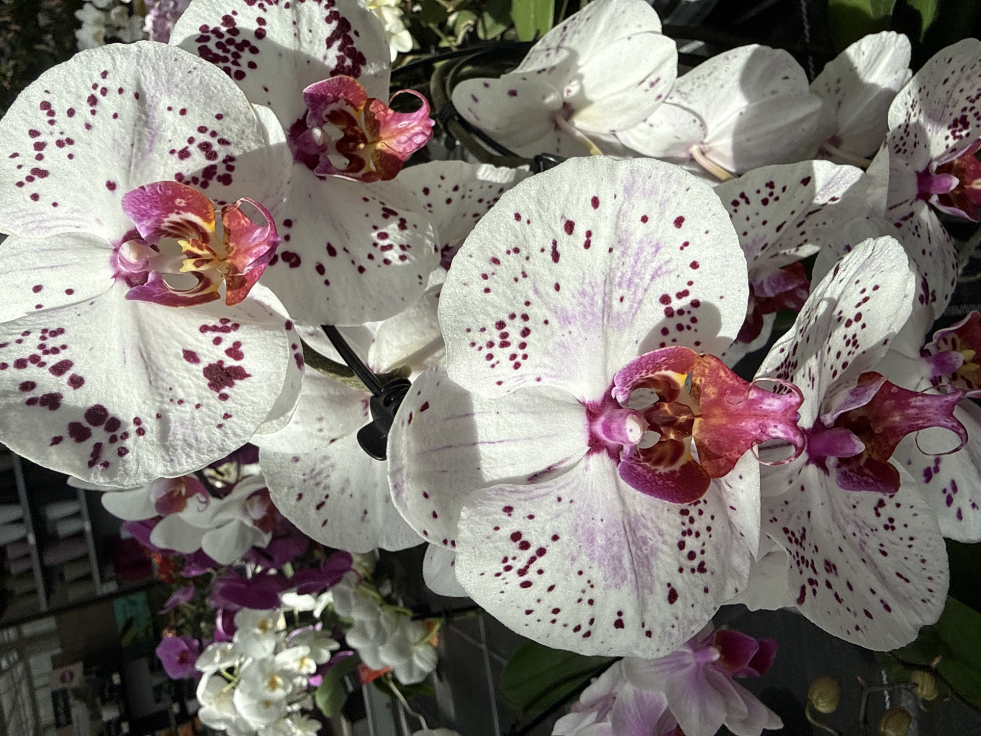 A close-up, eye-level, full shot of several potted Phalaenopsis orchids is shown. The dominant orchids are large, white with deep magenta spots and stripes. These flowers have prominent central lips with magenta and yellow coloration. Other orchids, in shades of white and magenta, are visible in the background, along with greenery and shelves of what appear to be more plants or supplies. The scene is indoors, possibly a greenhouse or flower shop, located in Fritzlar, Germany. The lighting suggests a bright, possibly sunny day. There are no people visible in the image.