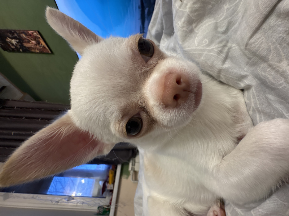 A white Chihuahua with large, expressive eyes and pointy ears stares directly at the camera. The dog's pink nose is prominent. It rests on light gray bedding, partially covered by it. A window with visible sky and a wall with a framed picture are in the background. The dog is the clear subject of the image.
