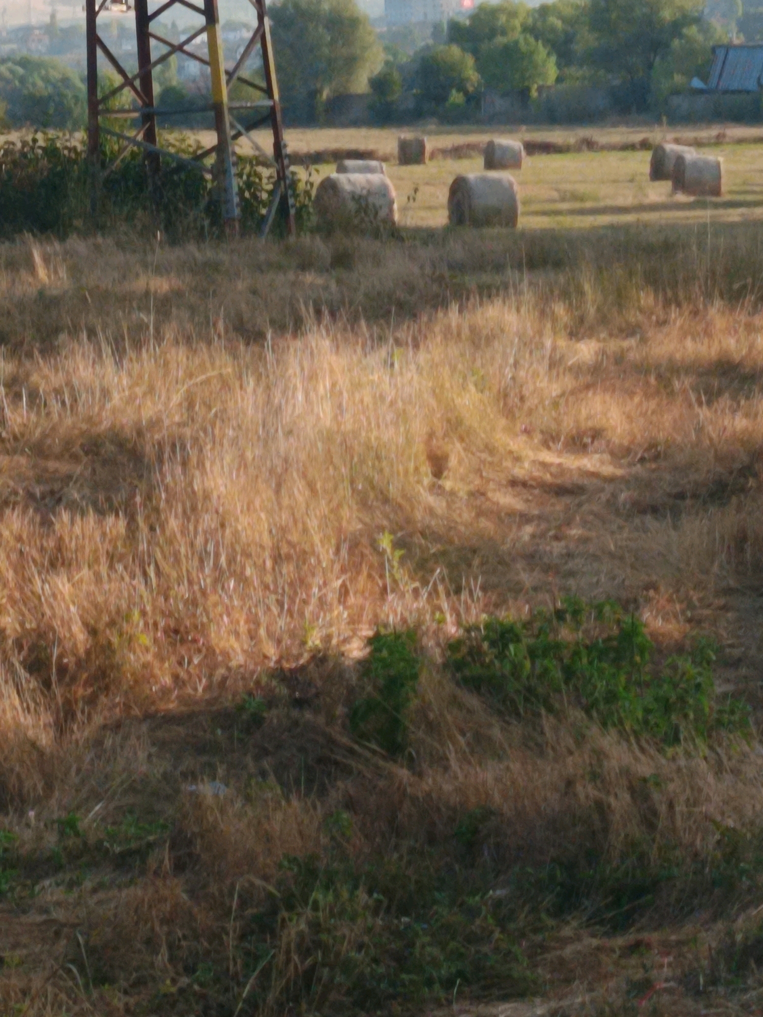 The image depicts a rural scene in Kralev Dol, Bulgaria, characterized by a field of dry, golden grass. Several large, cylindrical hay bales are scattered across the field, suggesting recent agricultural activity. In the background, a metal pylon stands prominently, with trees and buildings visible in the distance. The lighting suggests it may be late afternoon or early morning, with long shadows cast across the landscape. The overall impression is one of a peaceful, countryside setting.