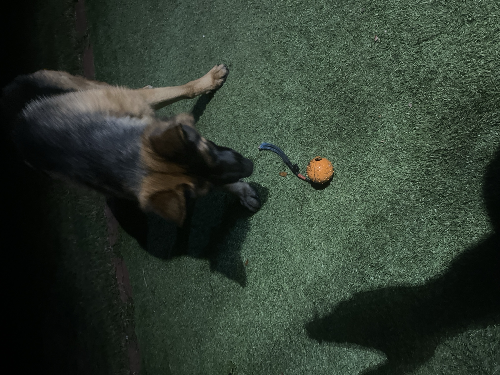 In Jacksonville, Florida, a German Shepherd dog stands on artificial turf in the darkness, facing down towards an orange ball with a blue rope attached. The dog is partially illuminated by a light source, casting a shadow on the turf. The background is dark, suggesting it is nighttime or a dimly lit area. The artificial turf appears to be a lawn or a play area.