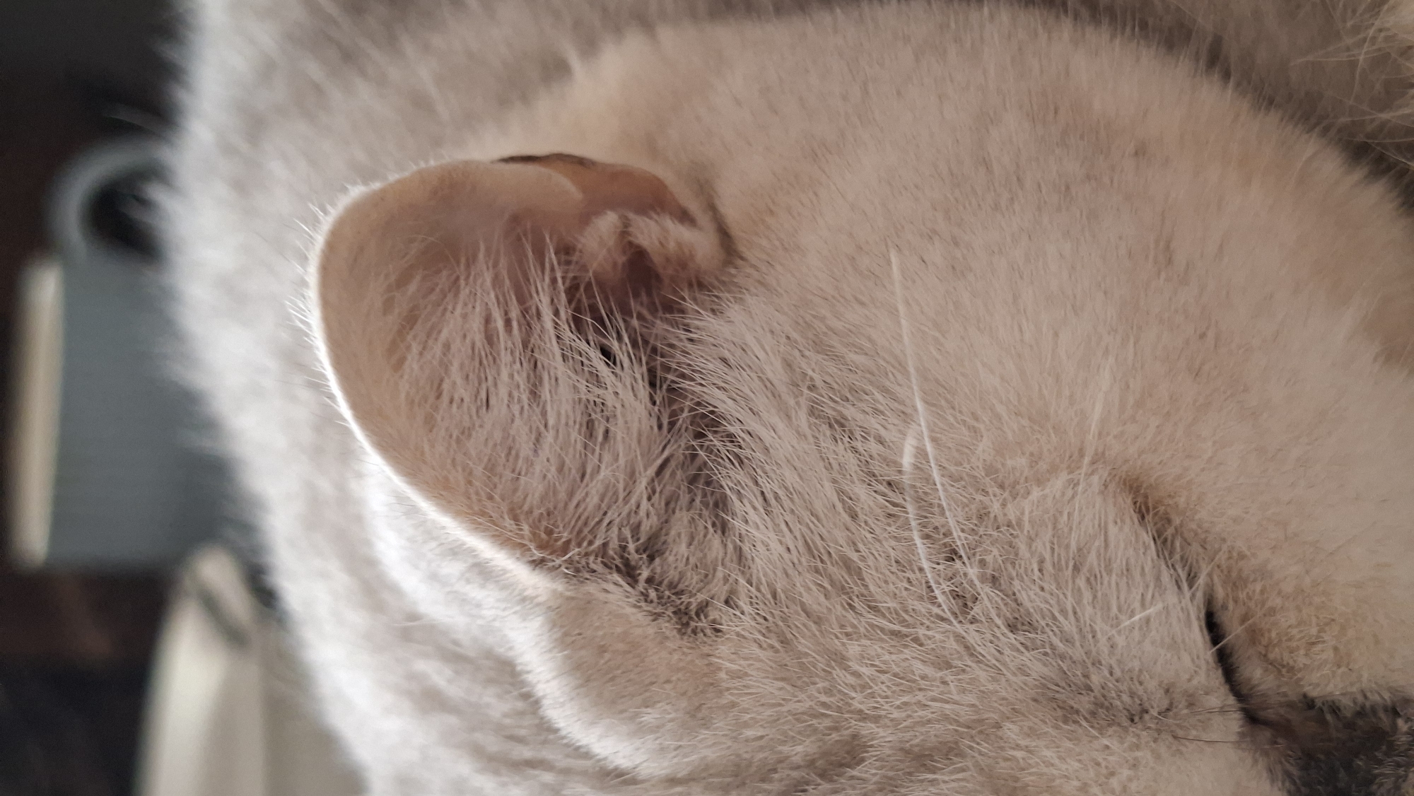 The image is a close-up of a cat's head, with the focus on its ear and fur. The cat is lying down, with its eyes closed, suggesting it is sleeping or resting. The fur is light-colored, appearing to be a shade of white or light grey, and soft. The ear is visible in the upper portion of the image, with fine hairs lining its outer edge. The background is out of focus, but a blurry mug can be seen, indicating an indoor setting. There is no indication of the location in Забалоцкі сельскі Савет, Belarus.