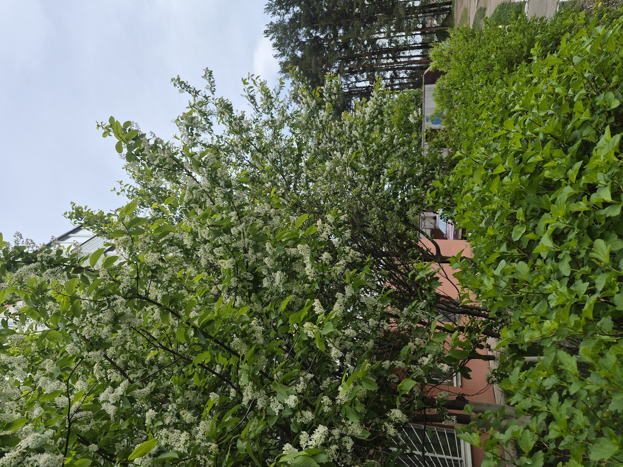 The image depicts a tree in full bloom with white flowers and green leaves, likely located near a building. The building appears to be multi-storied, with a salmon-colored facade and white-framed windows. Tall green bushes are growing alongside the tree, further suggesting an urban or suburban setting in Unknown, Unknown. The sky is partly visible in the upper portion of the image. In the background, tall trees with dark trunks and green foliage are visible.