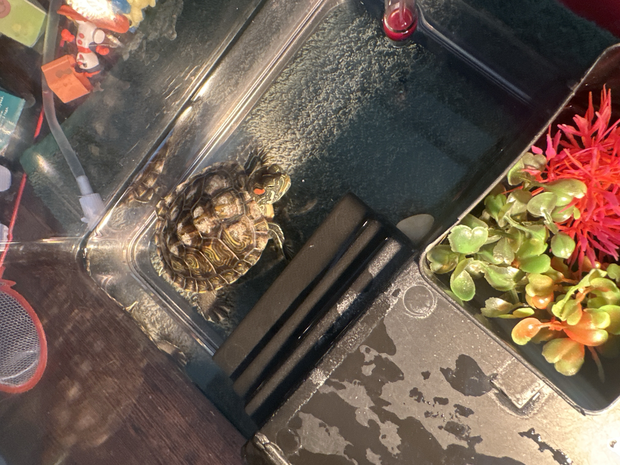 A redeared slider turtle is swimming in a shallow, clear plastic enclosure filled with water. The enclosure contains a textured, dark green substrate at the bottom and a black ramp or platform on the left side. Artificial plants, one bright pink and others green and orange, are situated in a black container in the lower right corner. In the background, on the right side of the enclosure, are small, colorful plastic toys, including a red structure and figures resembling a person with red dots on its face. A clear tube with a white connector extends from the left side of the enclosure into the water. The surface the enclosure rests on appears to be a wooden table with visible grain. The scene is lit from above. There is no information provided about the location in Novoaltaysk, Russia.