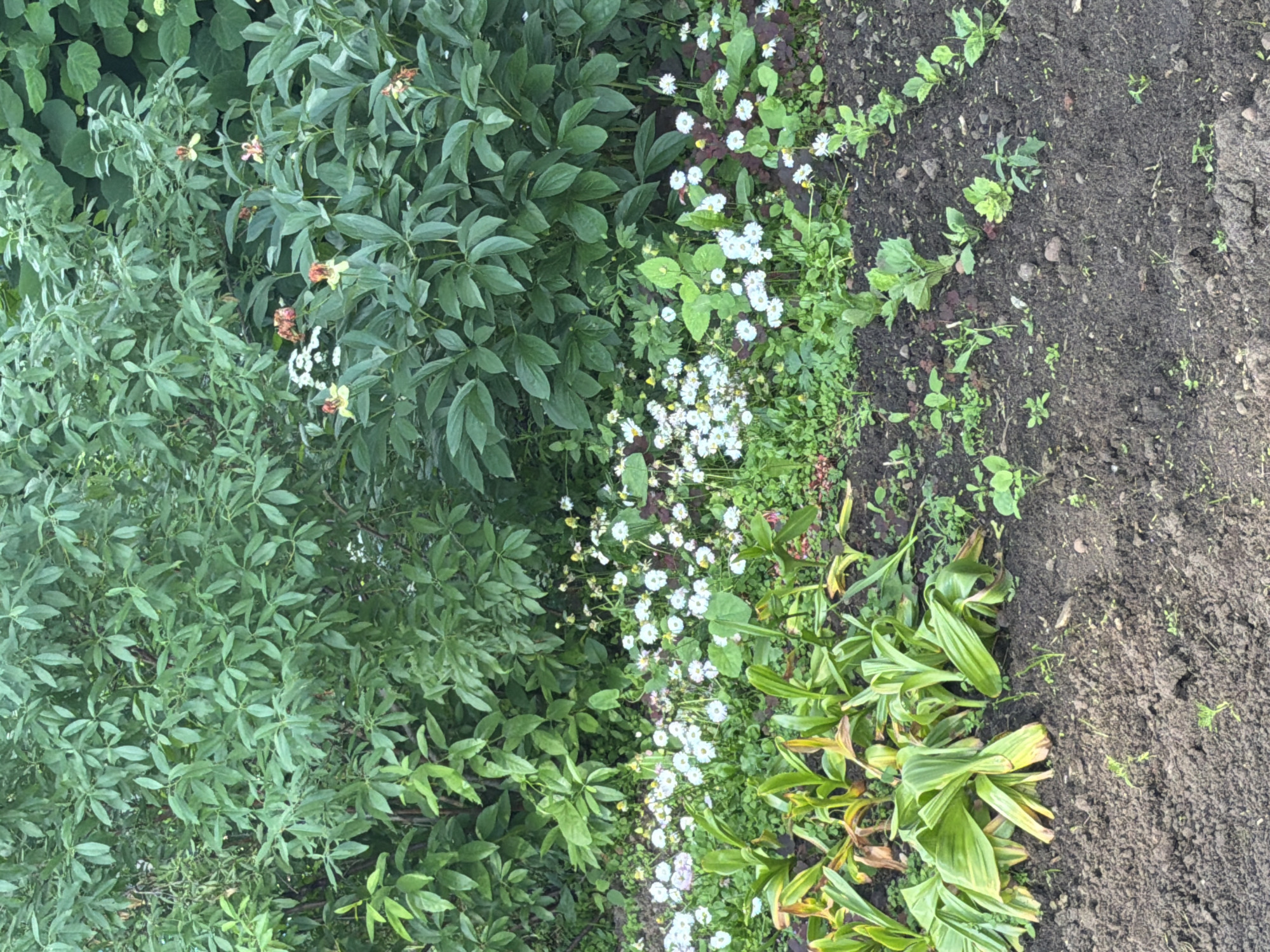 The image depicts a garden area with dense green foliage in the background, possibly a mixture of trees and large shrubs. In the mid-ground, a variety of plants are visible. There are clusters of small white flowers, some with yellow centers, resembling daisies or asters. Interspersed with these are taller plants with reddish-orange and yellow speckled flowers, possibly lilies or lilies of the valley. In the foreground, broad, green, strap-like leaves emerge from the ground, possibly a type of lily or iris that has finished blooming. The ground in the immediate foreground is dark, rich soil with some small green seedlings and a few scattered stones. The overall impression is that of a cultivated garden.
The location is identified as being in the city of Chaikovsky, Russia. The scene captures a portion of a garden, likely a residential or public green space within the city. No people or animals are present in the frame. The lighting suggests an overcast day or natural shade, with diffused light.