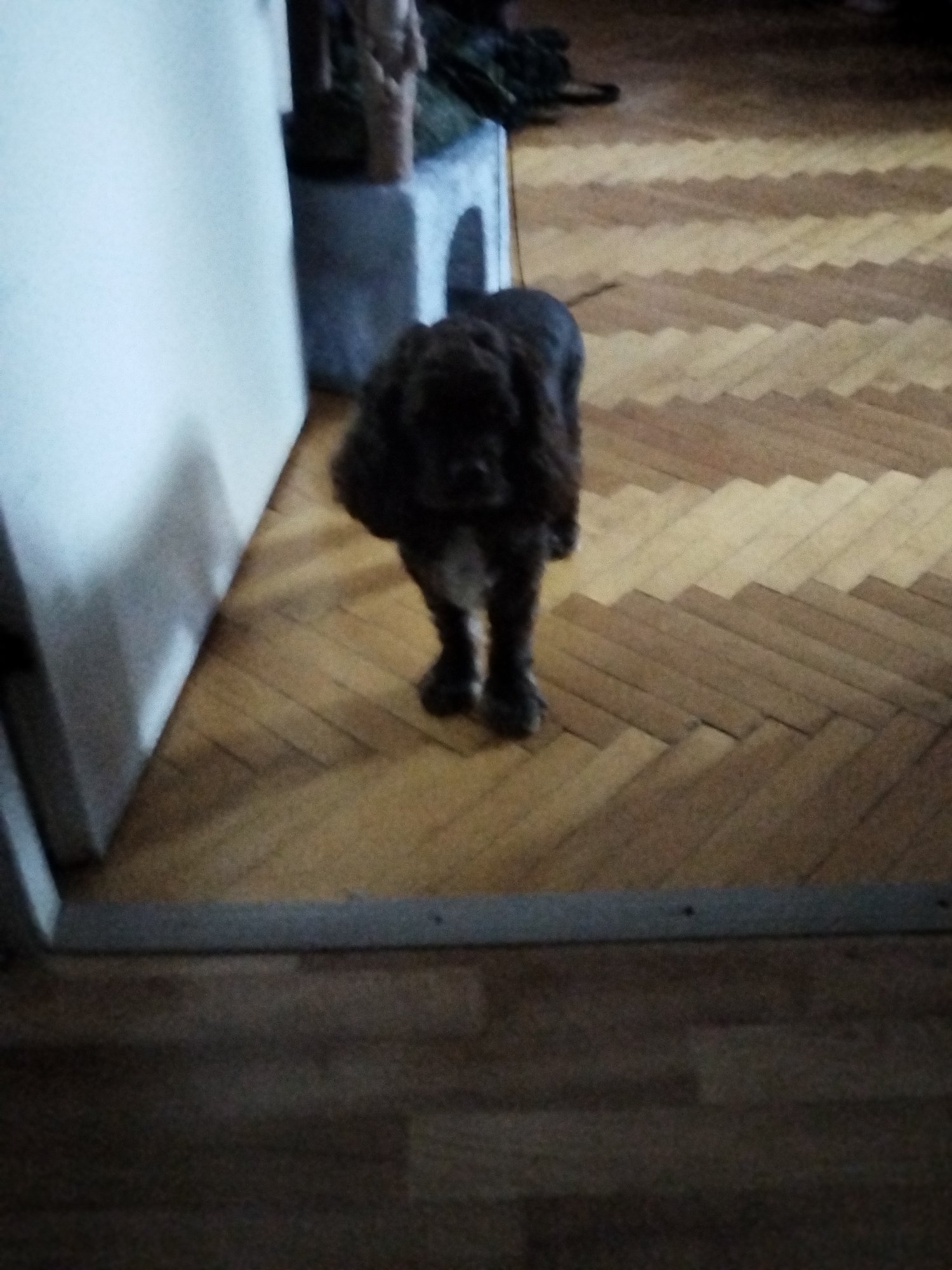 A medium-sized, dark-colored dog with curly fur stands on a parquet floor in what appears to be an indoor setting. The dog is facing the camera, with its head tilted slightly. To the left of the dog is a white vertical surface, possibly a wall or furniture. Behind the dog, a gray structure with arched openings is visible, suggesting it could be a pet bed or a decorative piece. The floor is made of wooden planks arranged in a chevron pattern. The overall lighting in the image is dim, casting shadows on the floor. The scene does not provide any specific landmarks or elements to pinpoint the location within Рощинский, Russia.