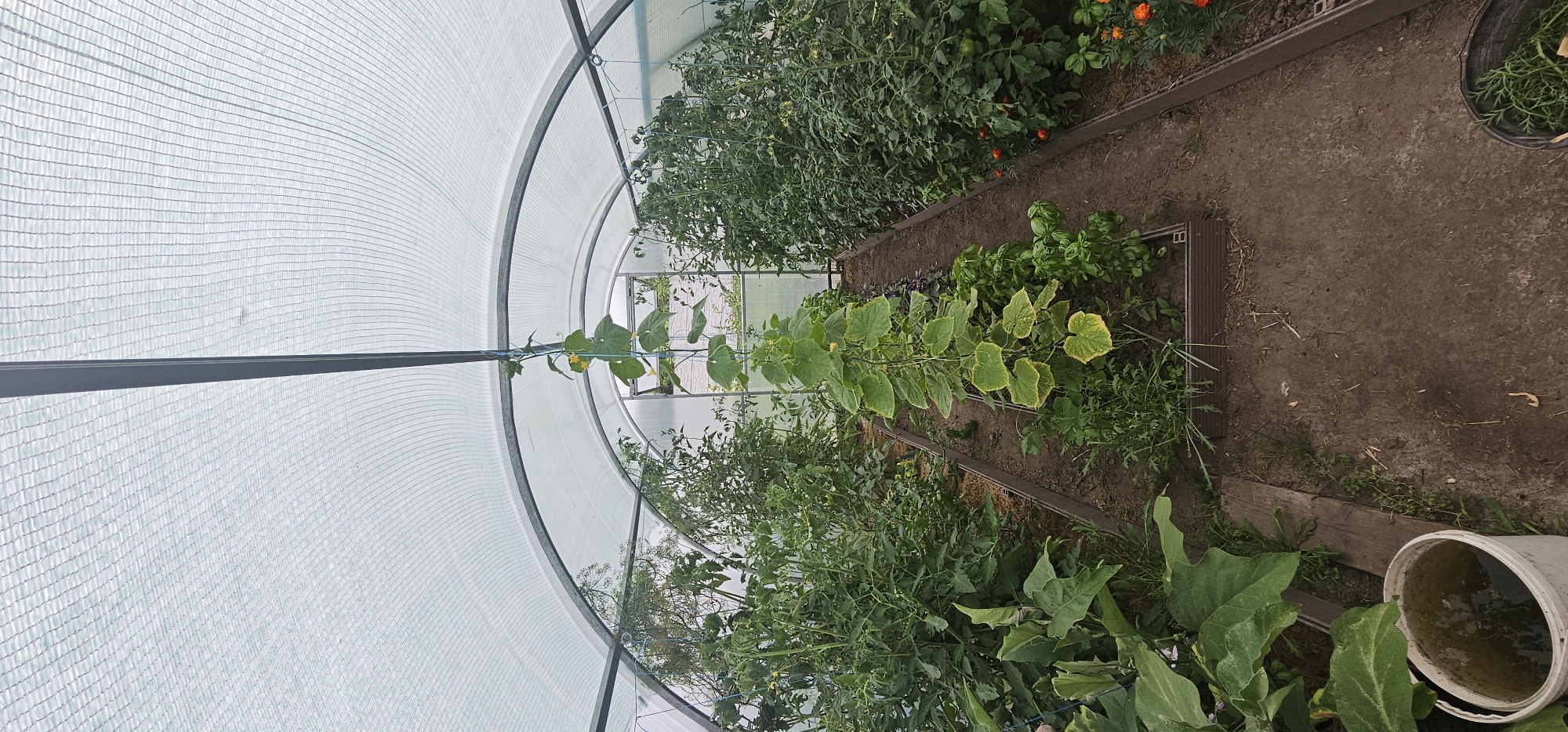 The image shows the interior of a greenhouse in an unknown location. The greenhouse has a curved, white, netted roof supported by metal arches. Inside, there are raised garden beds filled with various plants. On the left side, large-leafed plants, possibly eggplants, are visible. In the center, a tall cucumber plant is growing upwards, supported by a blue string. To the right of the cucumber plant, there are beds with smaller green plants, likely herbs like basil. Further to the right, a large bed is filled with tomato plants, some bearing small green tomatoes. In the foreground on the left, a white bucket filled with murky water is present. On the ground, the soil is visible between the garden beds. On the far right, a black bucket with green foliage is partially visible. The scene is well-lit, suggesting it is daytime. There are no people or animals visible in the image.