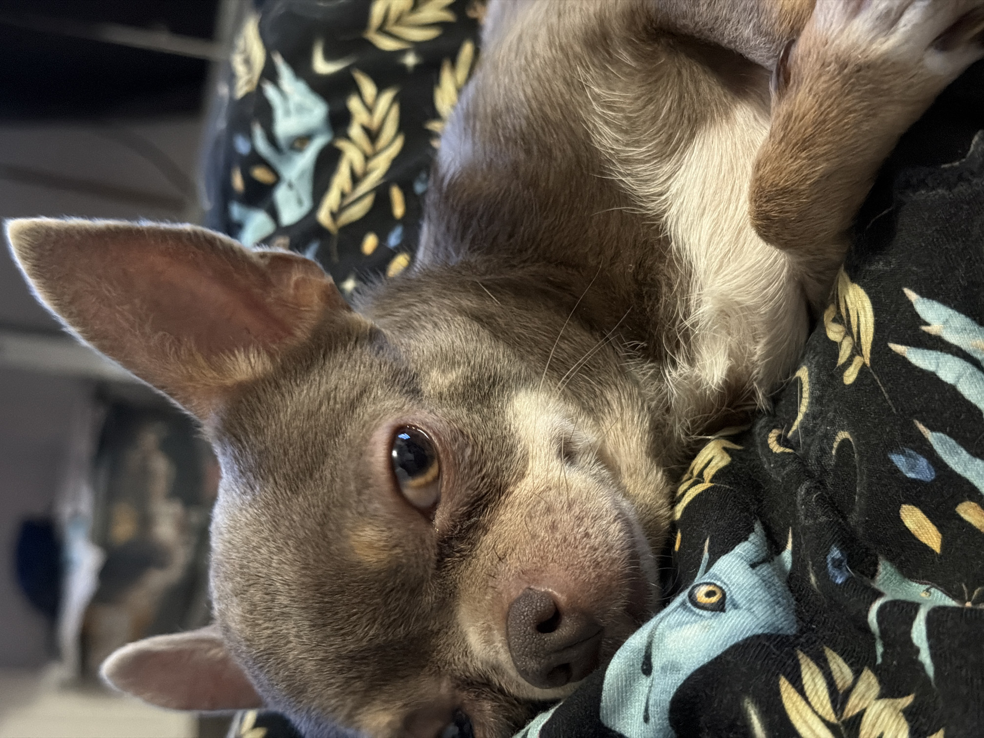 A gray Chihuahua lies on a patterned black and blue fabric. The dog is close to the camera, its face in focus. The dog has one ear erect and the other bent slightly forward. The eye is open and brown. The dog’s fur is short and dense, with patches of white on its chest. The fabric the dog is lying on features a design of stylized animal faces and botanical motifs in shades of blue and yellow on a black background. The lighting is soft, creating subtle shadows and highlights on the dog’s face and fur. The dog appears relaxed and comfortable. No people are visible. The location of Saint Petersburg, Russia, cannot be determined from this image.